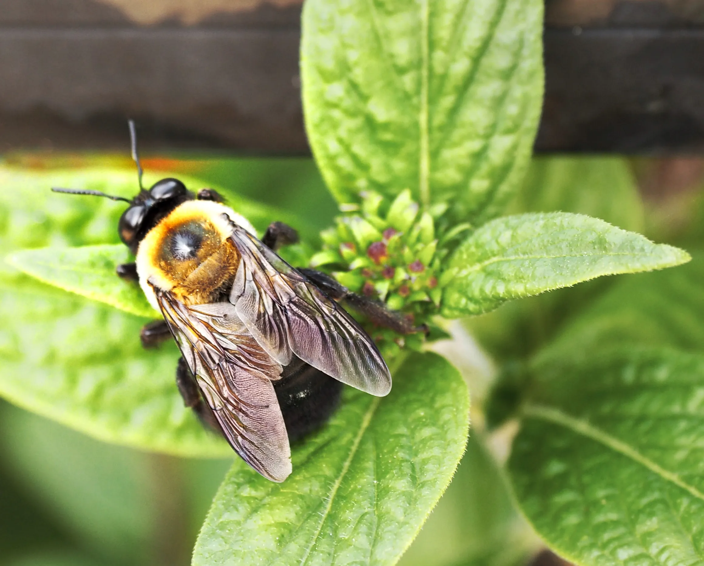 Insects, Arachnids, and Crawlies in the Garden