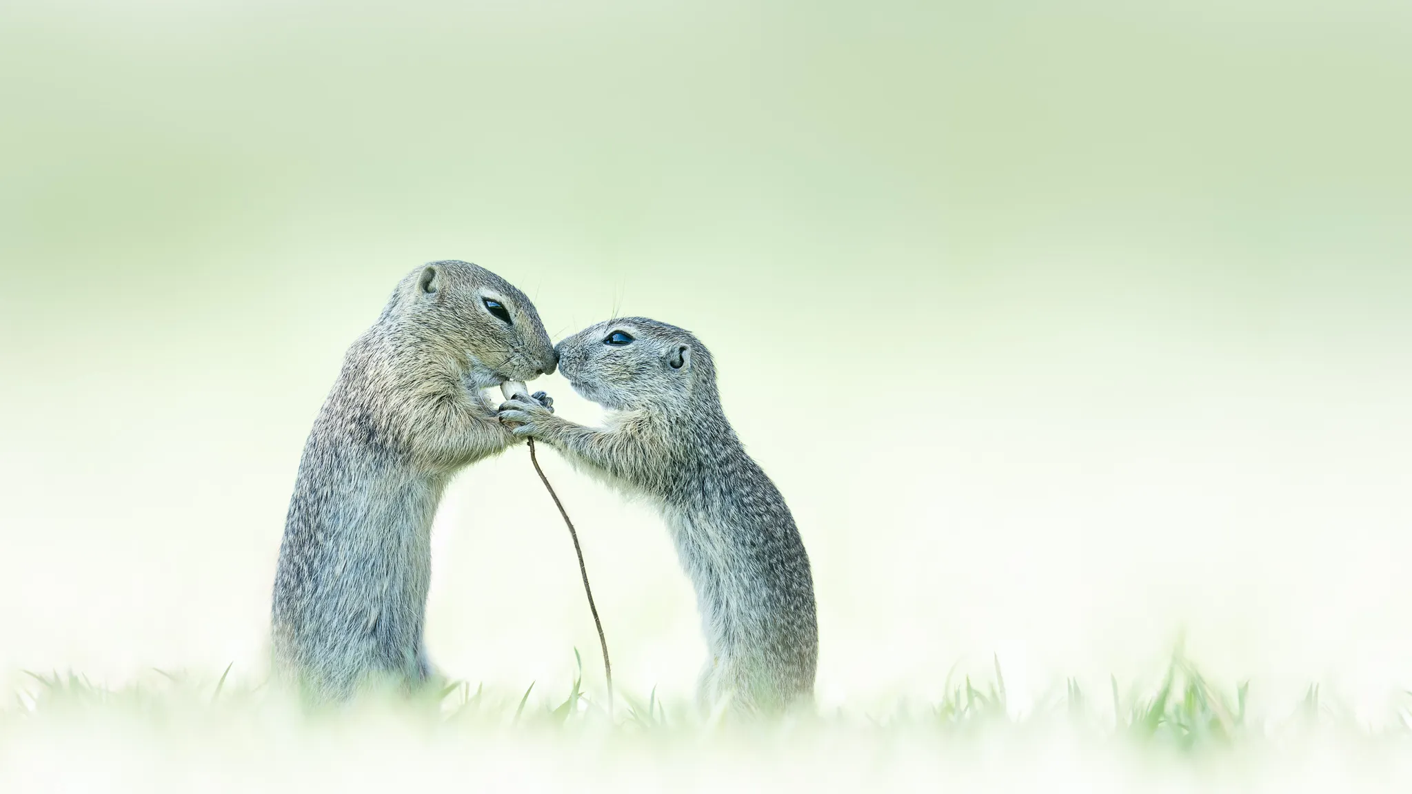 Animals "Kissing" One Another