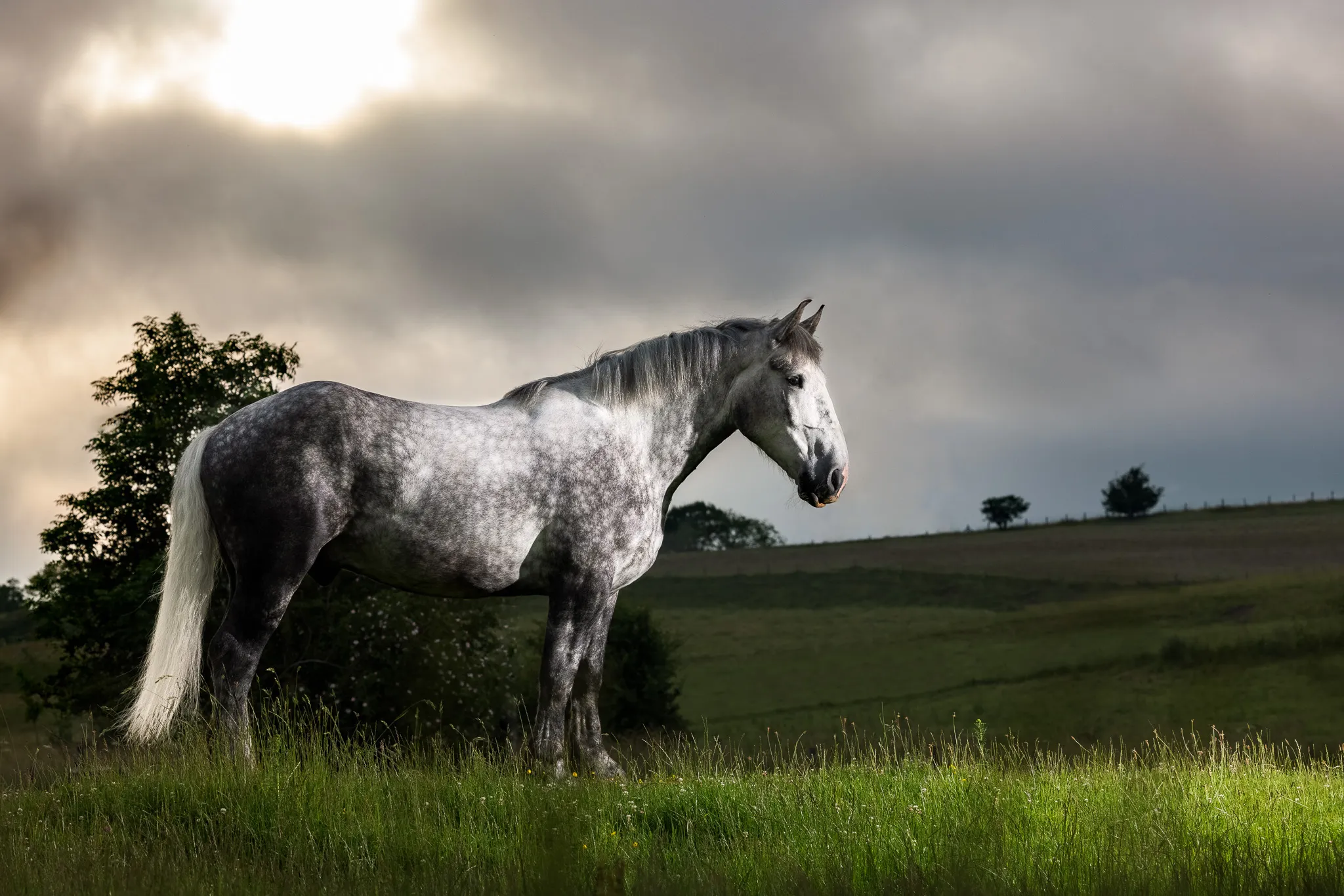 Horses with Creative Lighting