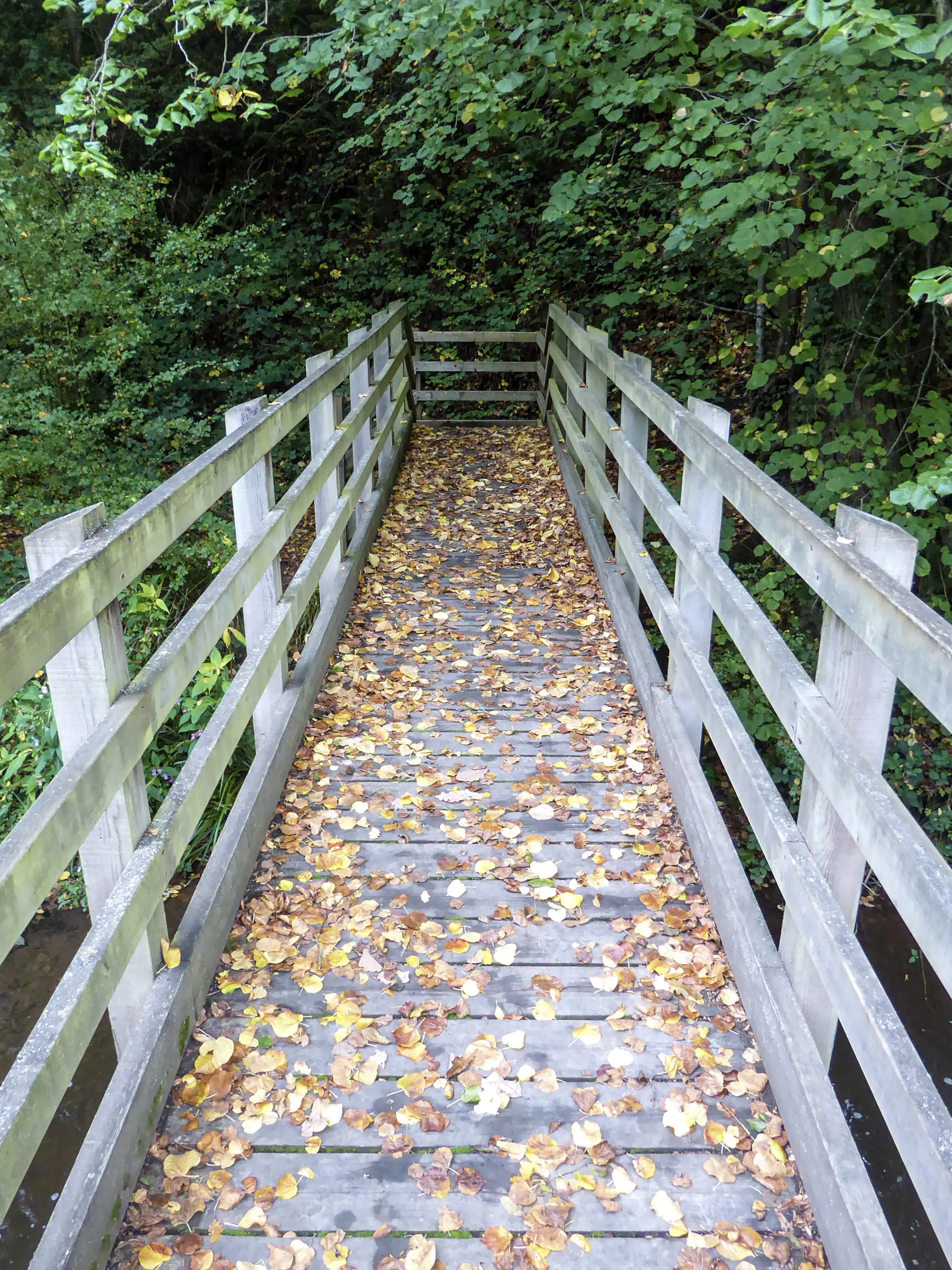 Fallen Leaves