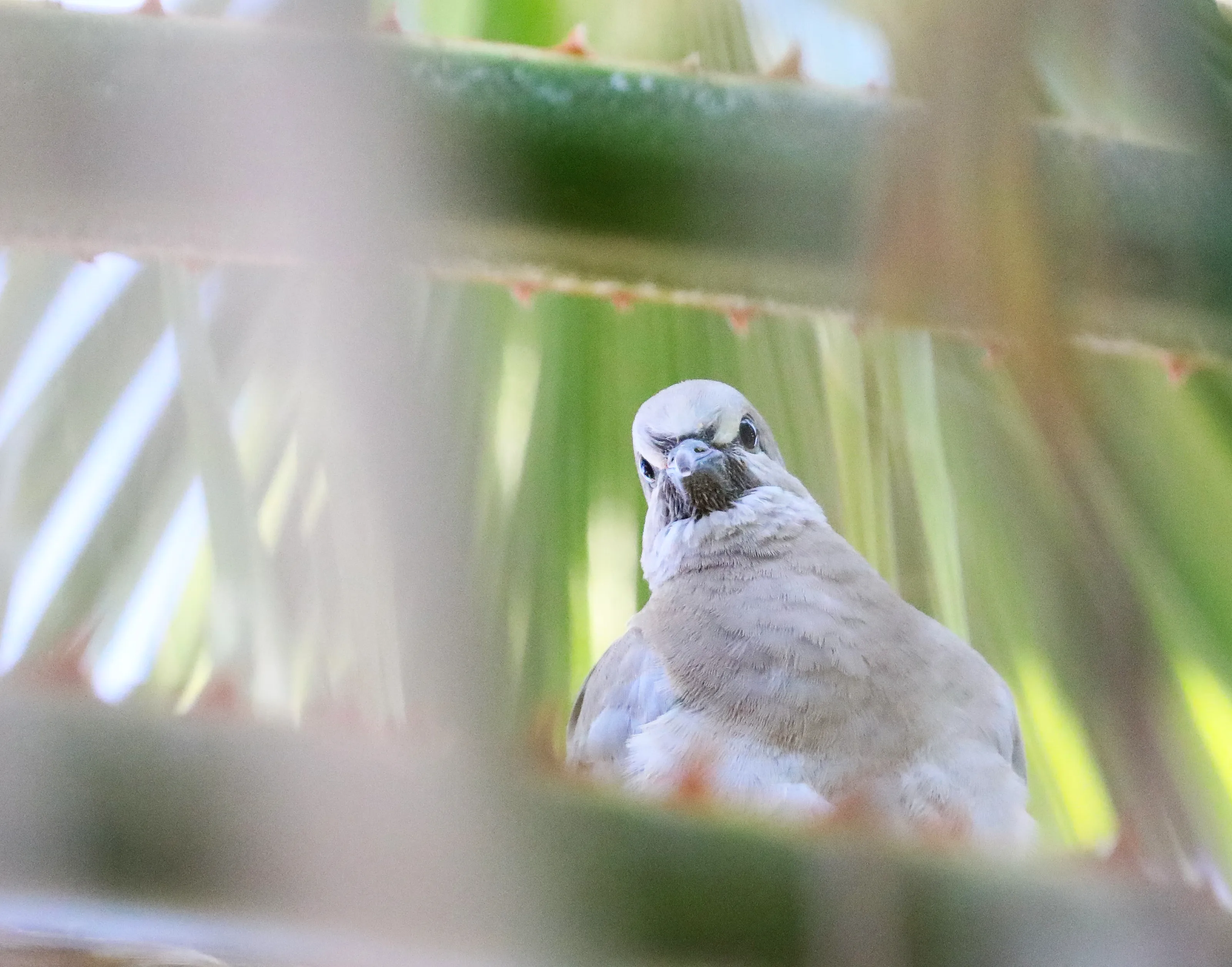 Angry-Looking Birds