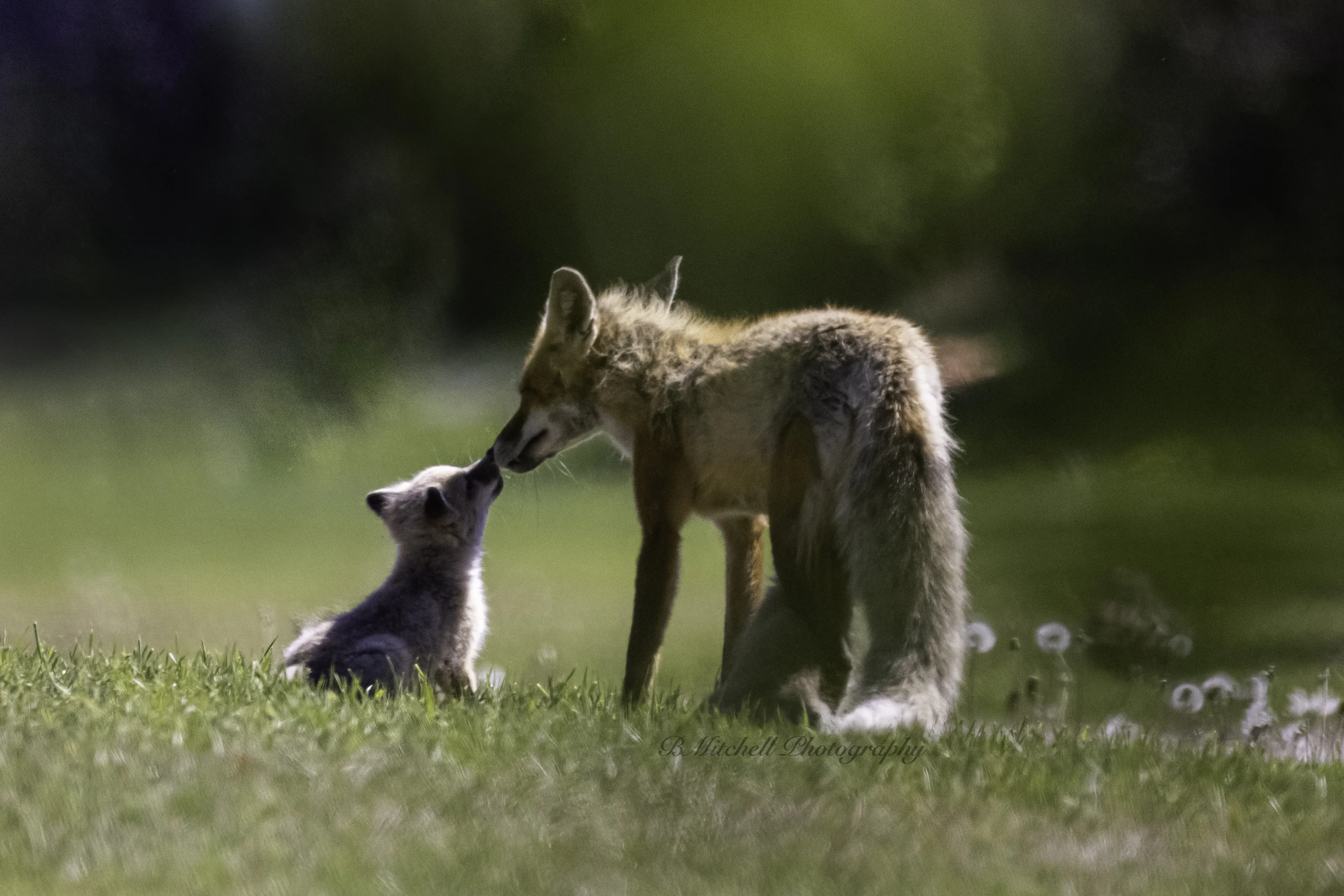 Baby Animals in the Wild (no pets or zoo animals)