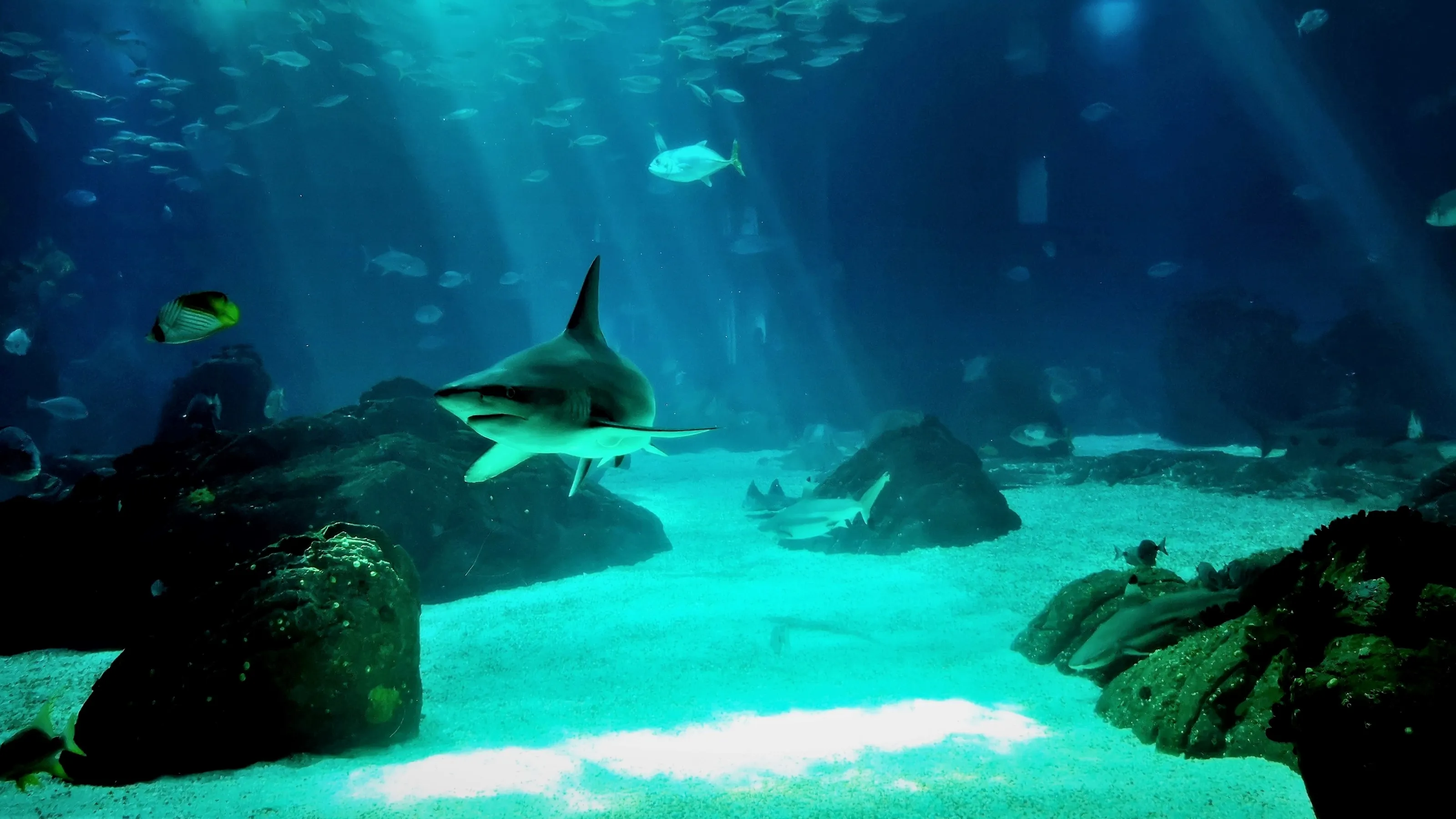 Aquariums and Oceanariums