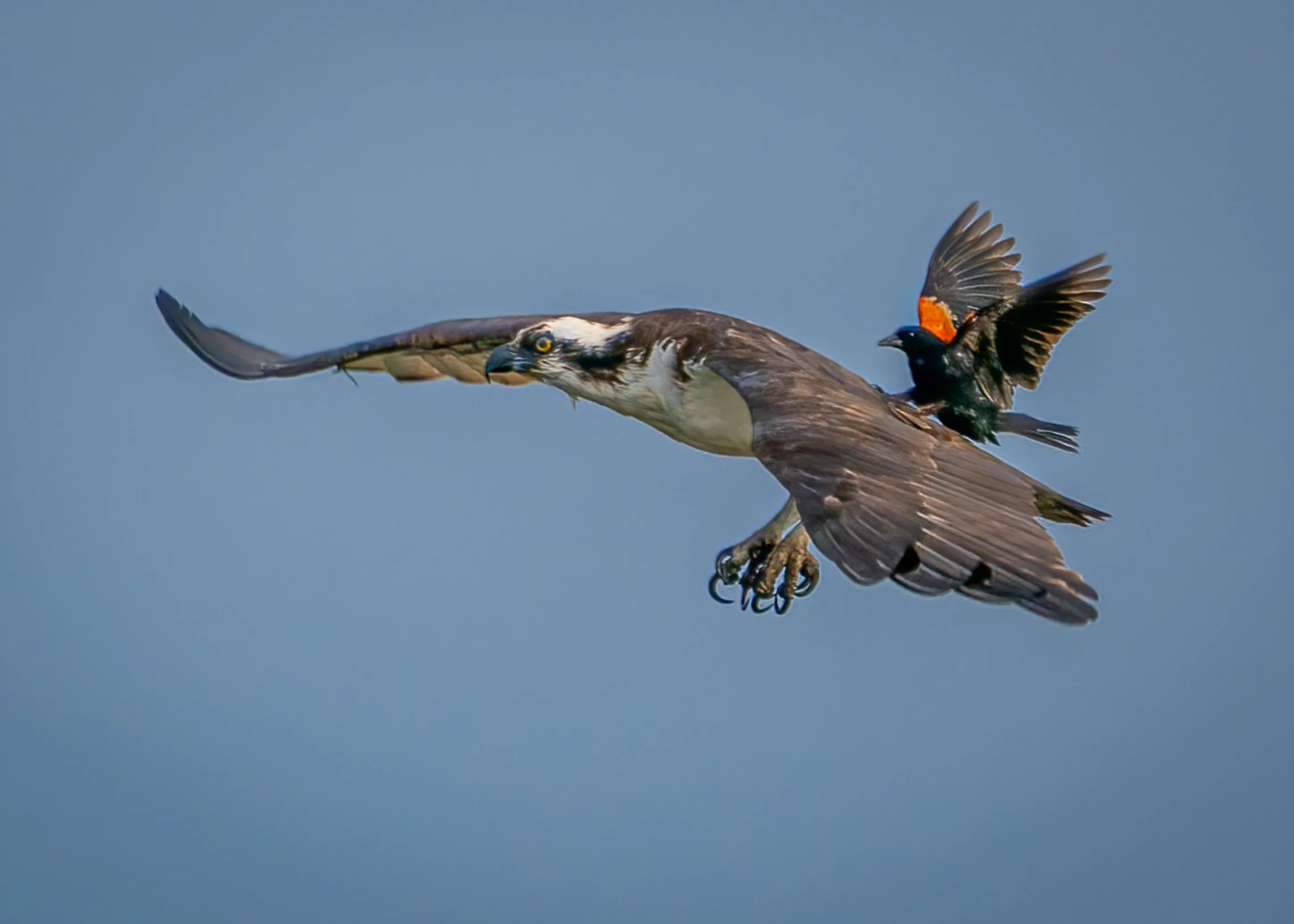 Birds Attacking and Fighting Other Birds