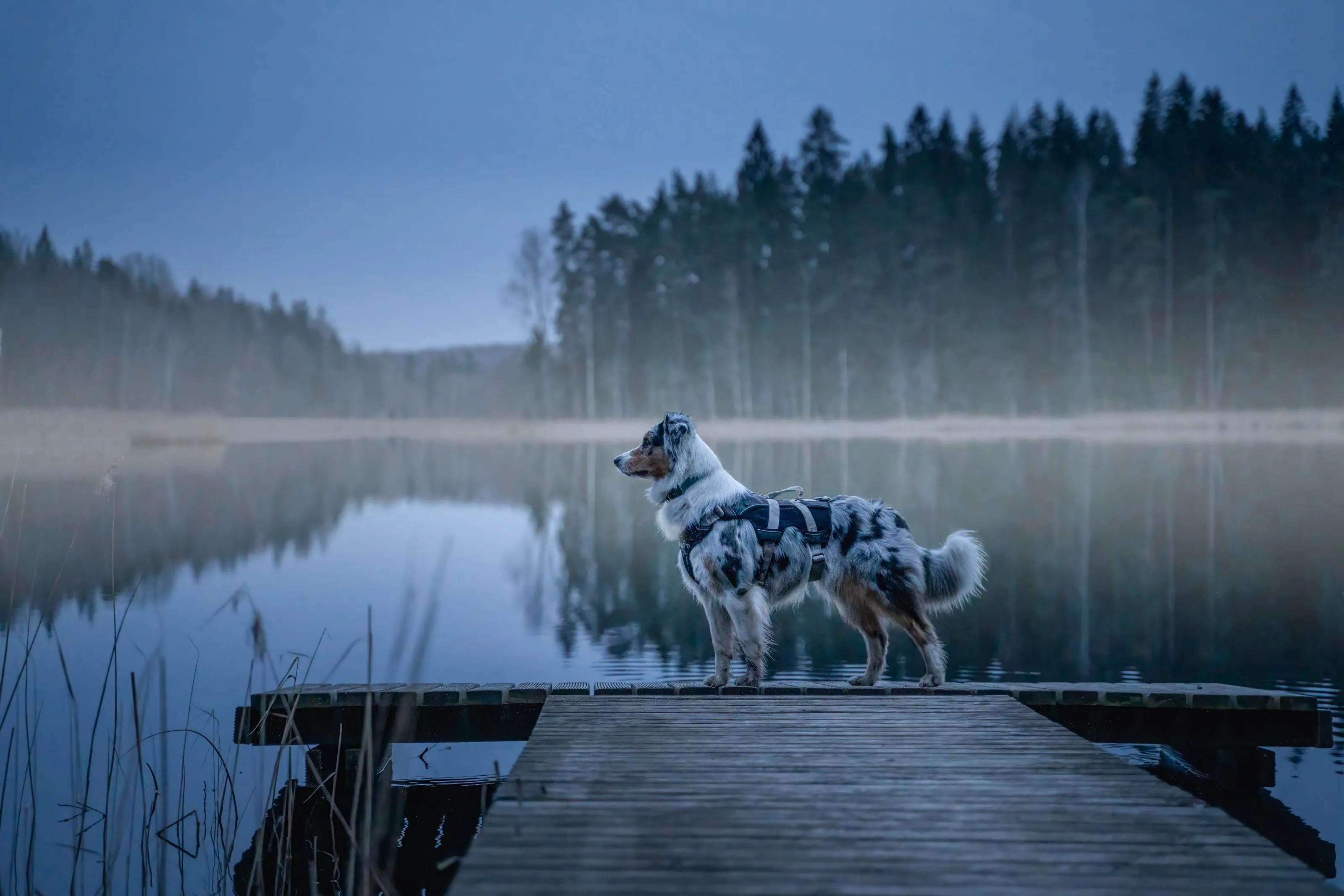 Australian Shepherd Dogs (no people)