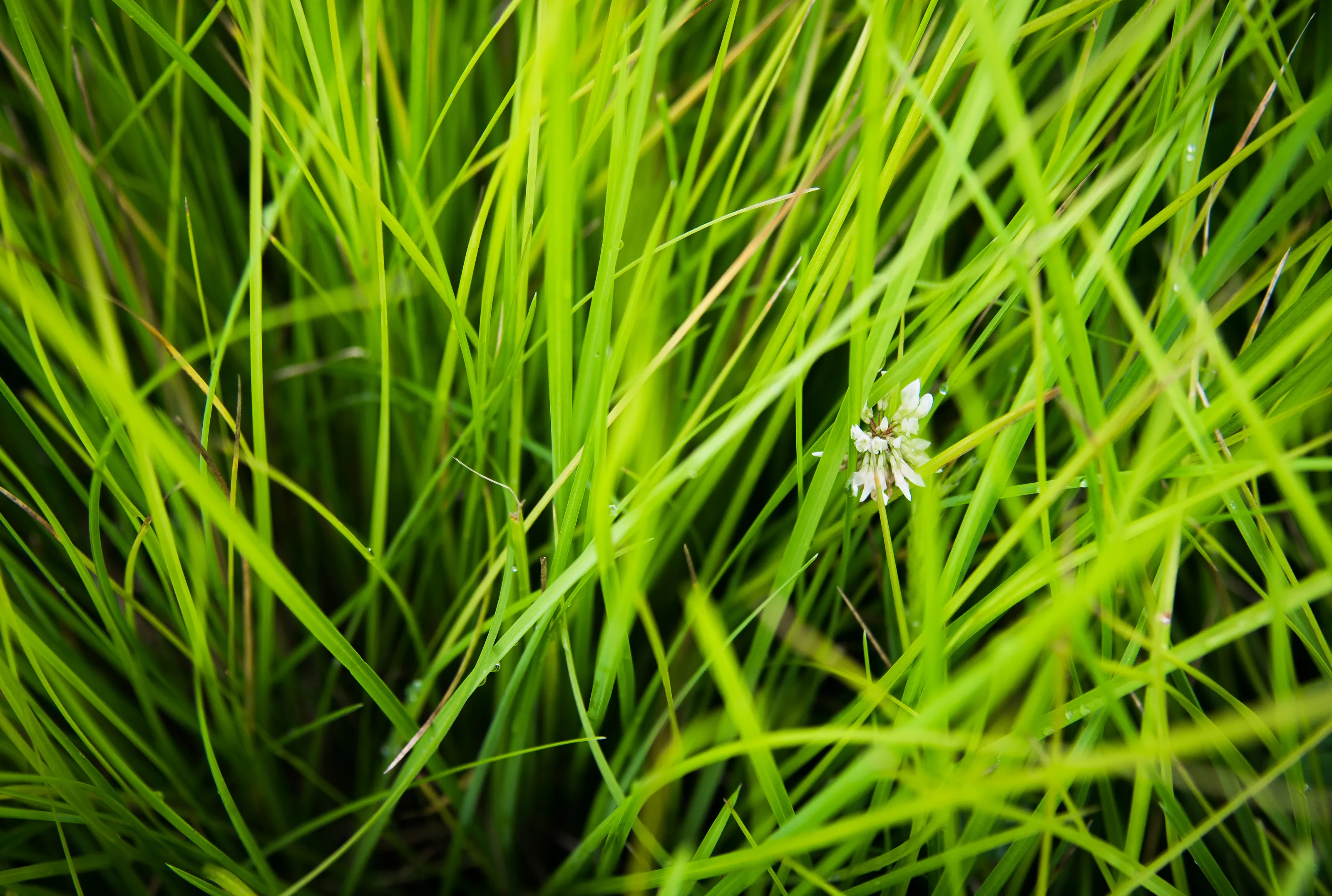 Grass