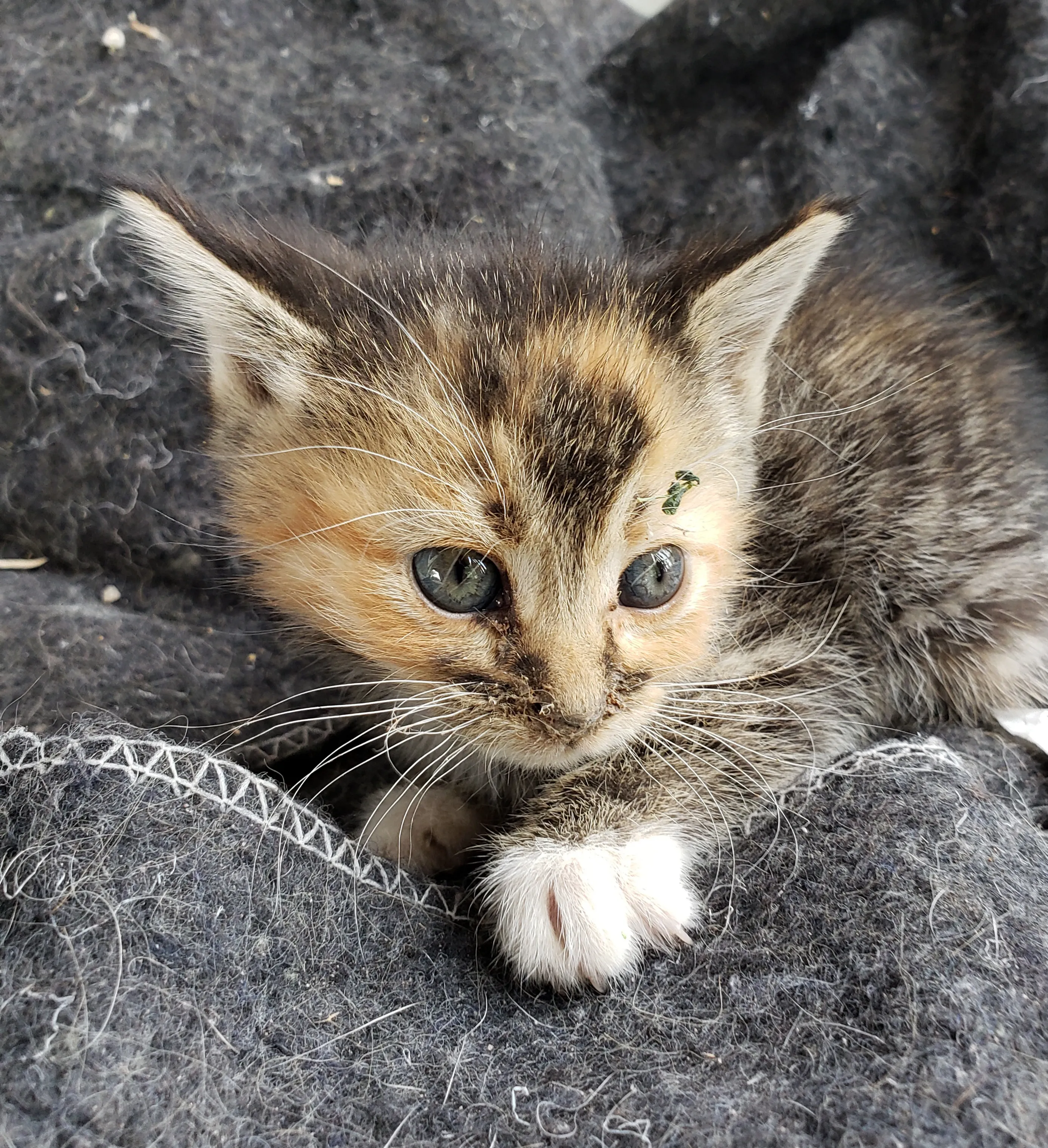Domestic Cats and Kittens