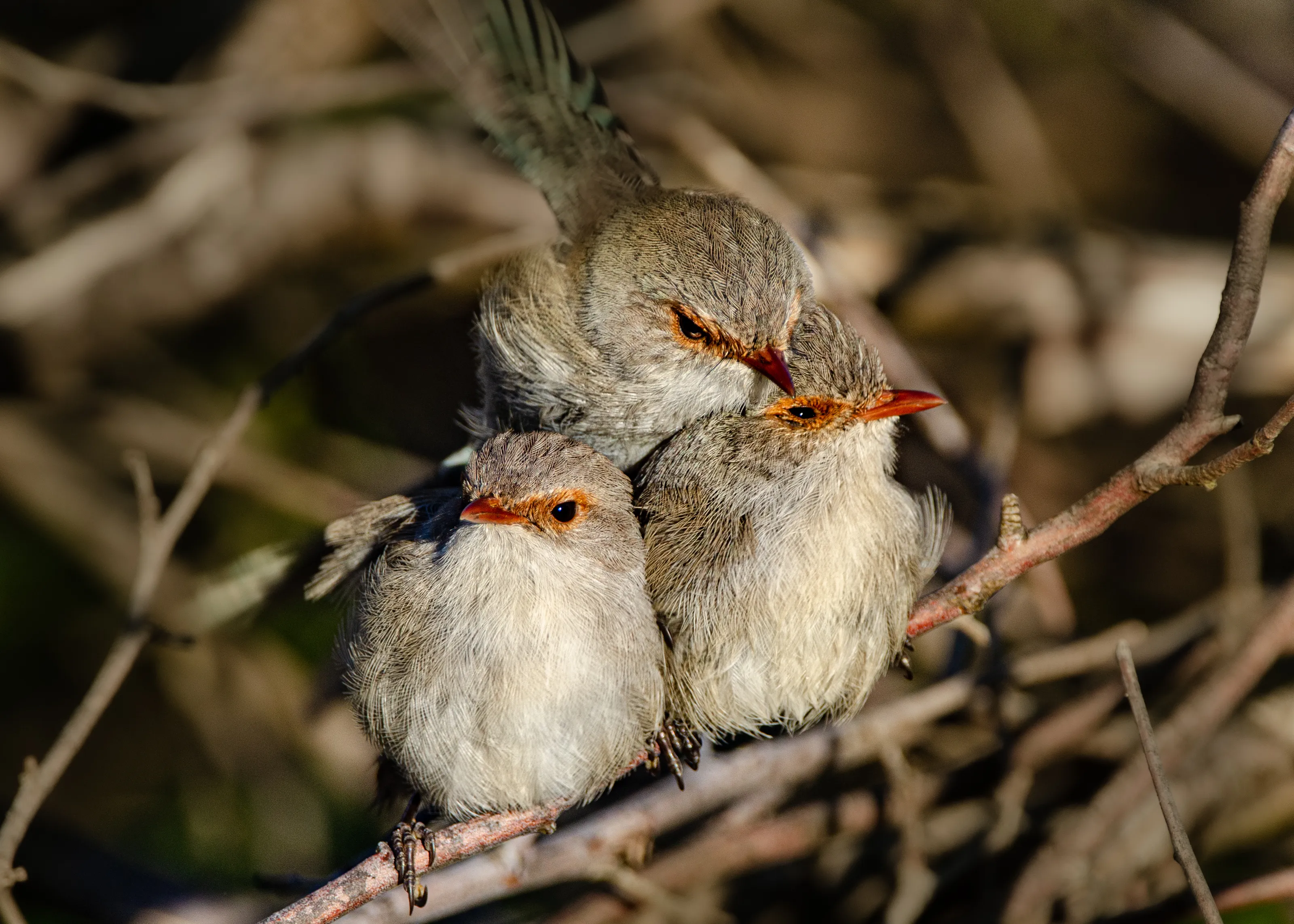 Parent Birds with their Young (no people)