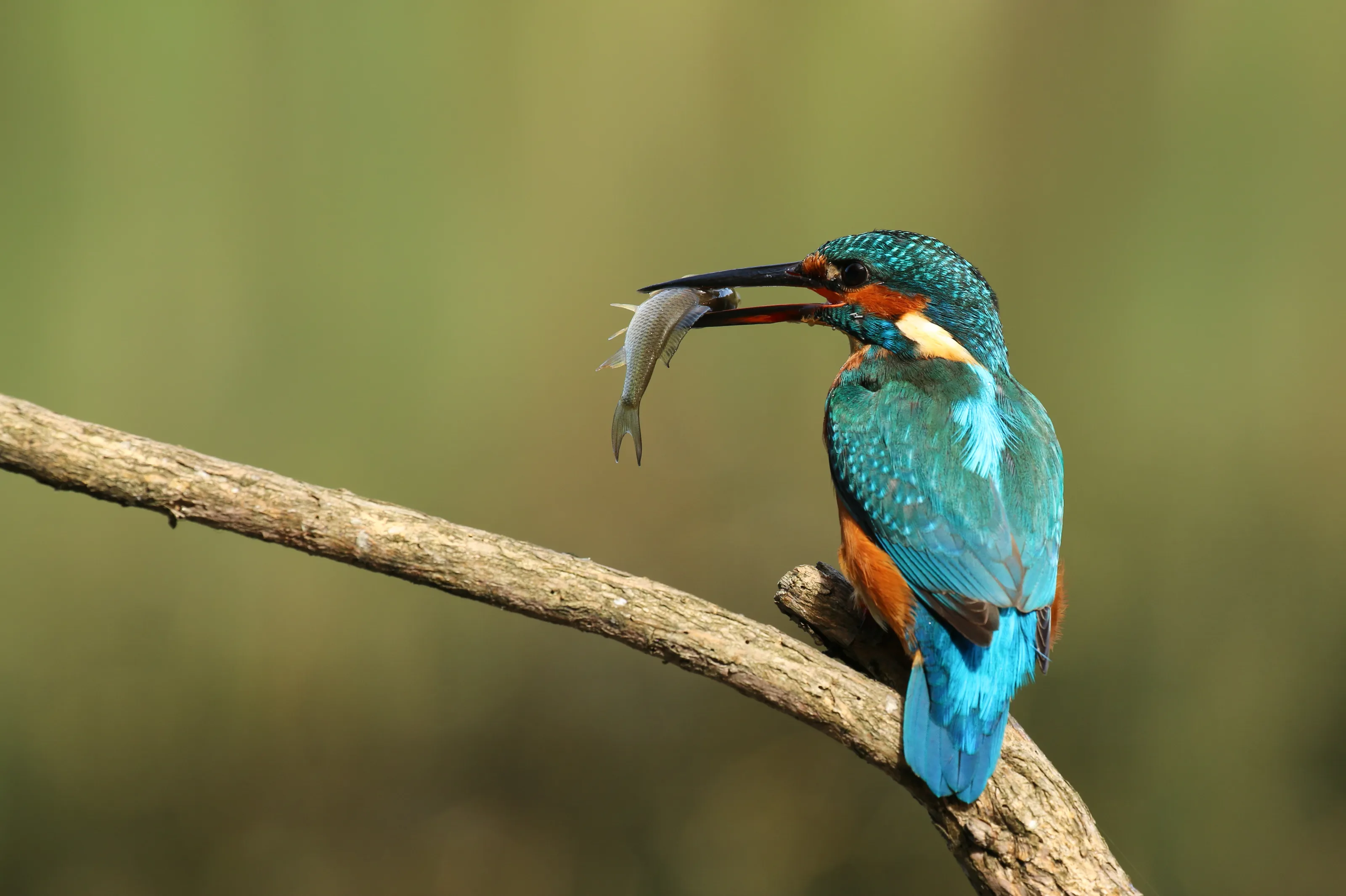Kingfishers in Colour