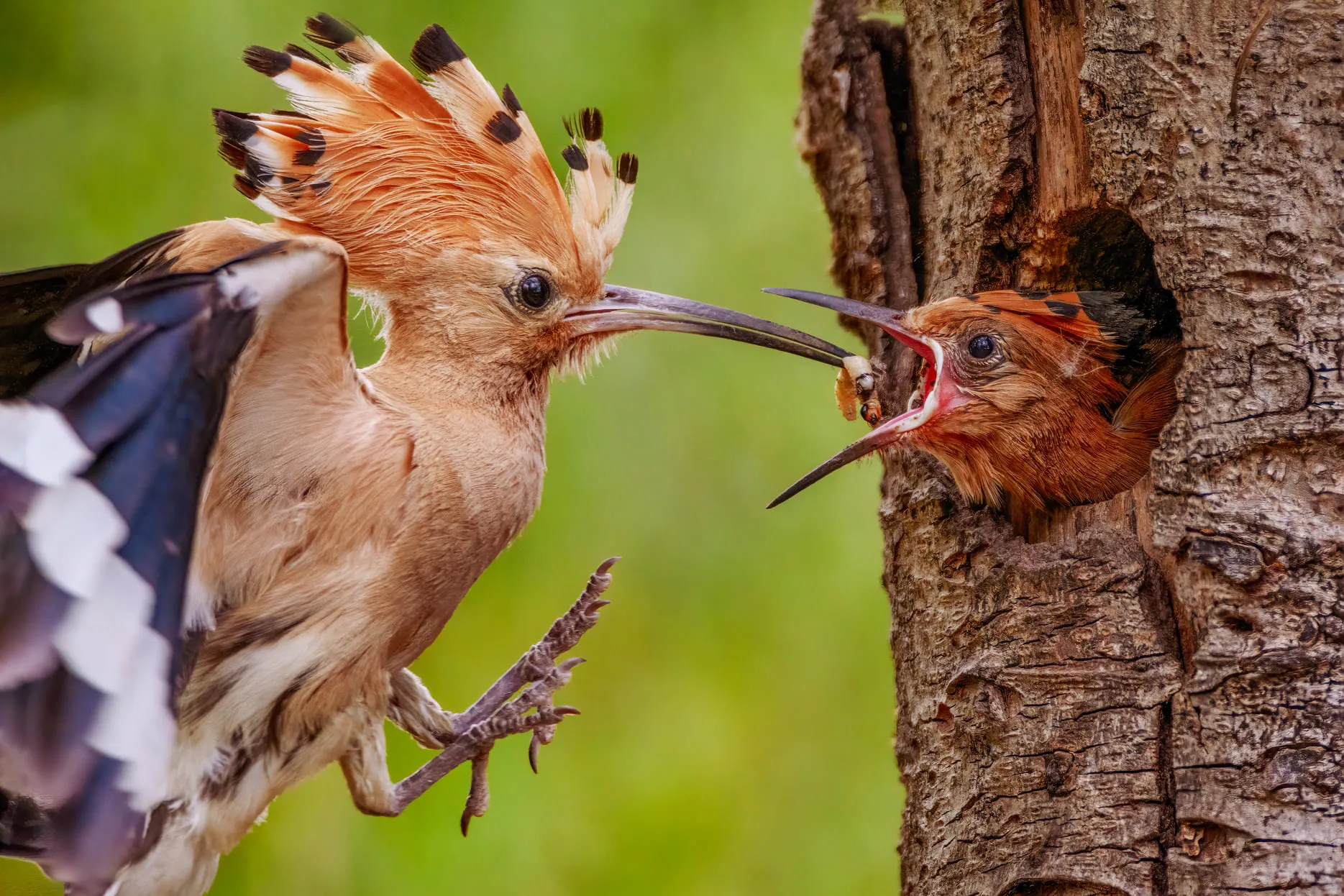 Two Subjects Interacting