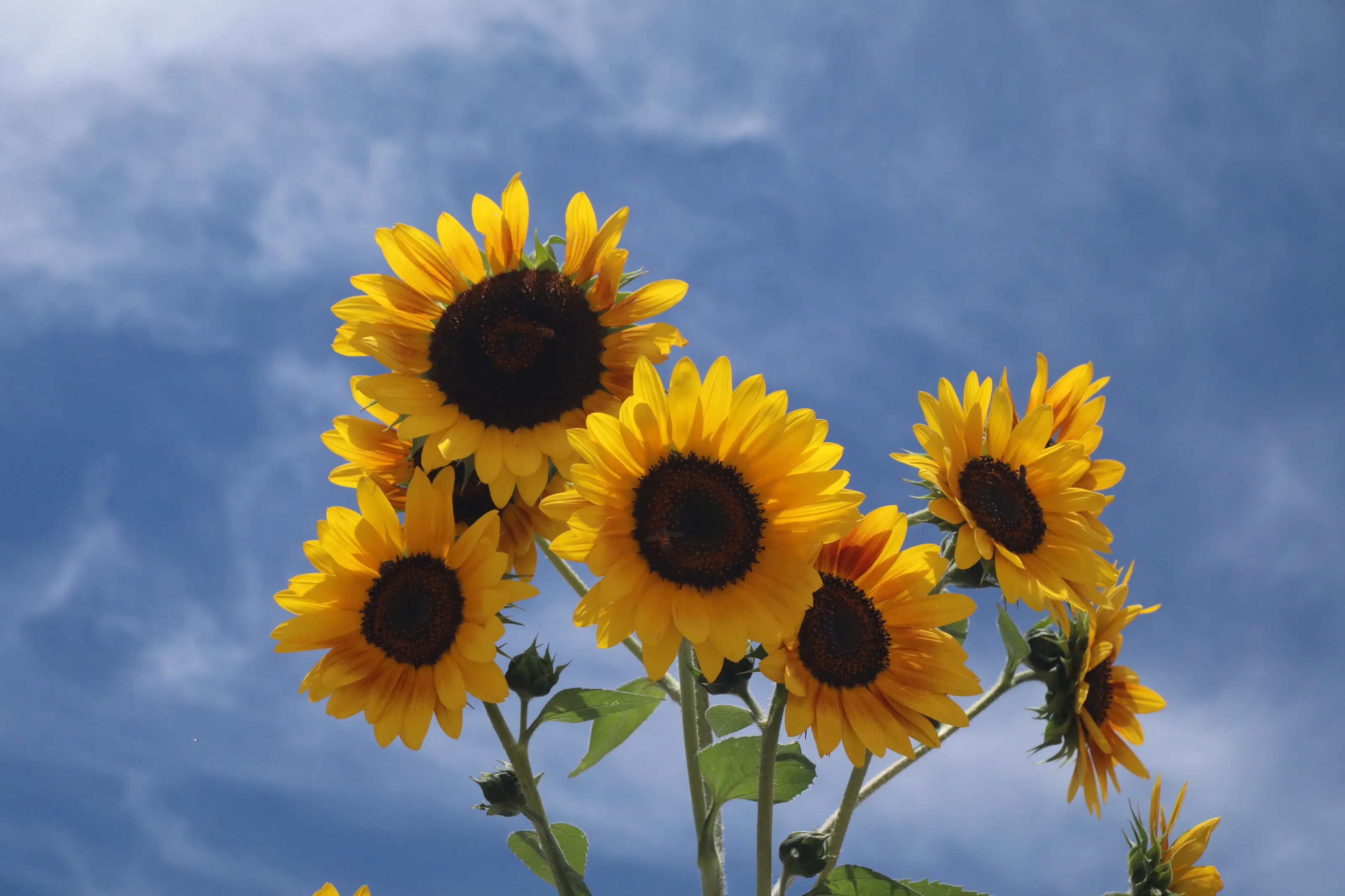 Sunflowers