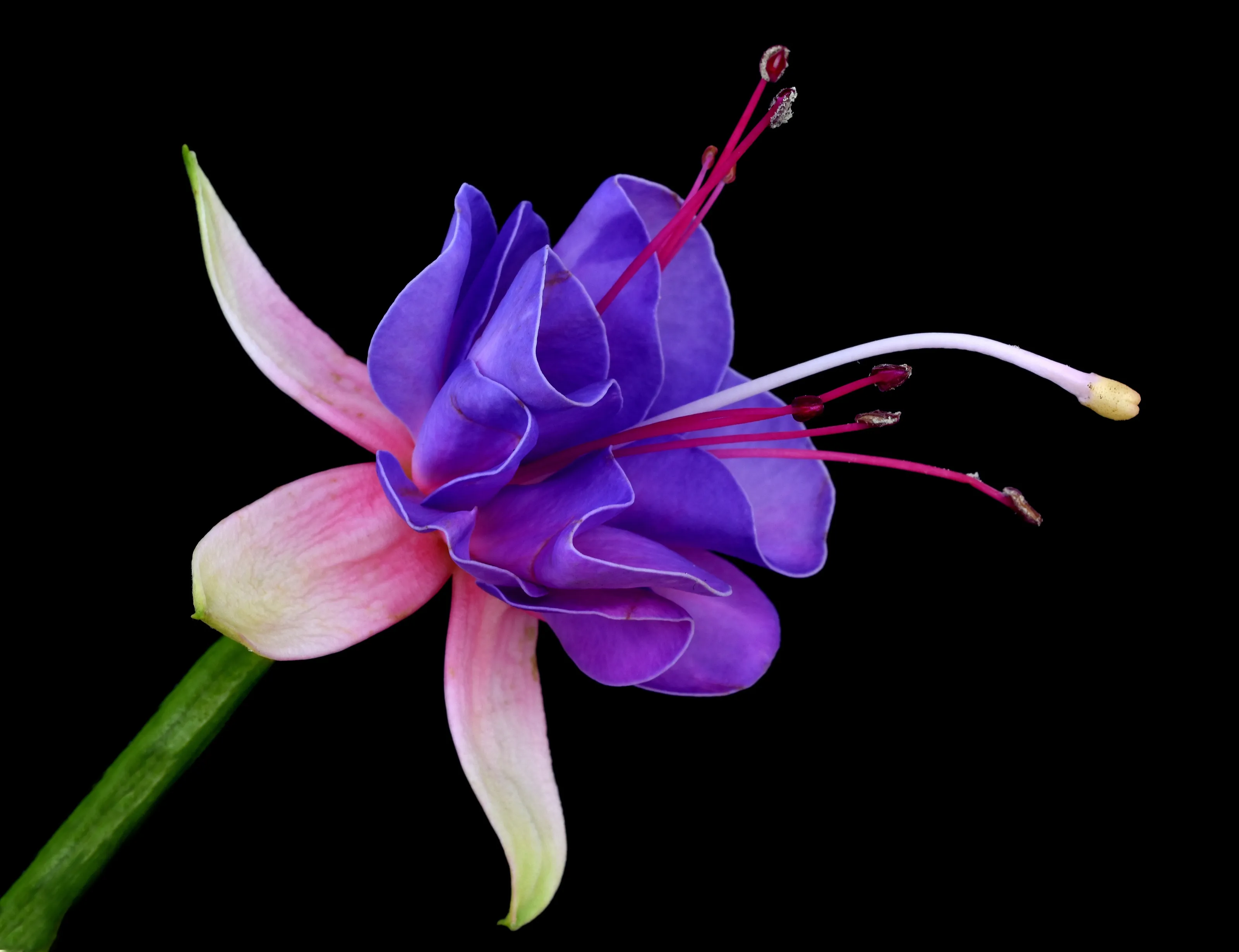 Close-up of Fuchsia Flowers in Bloom (in colour)