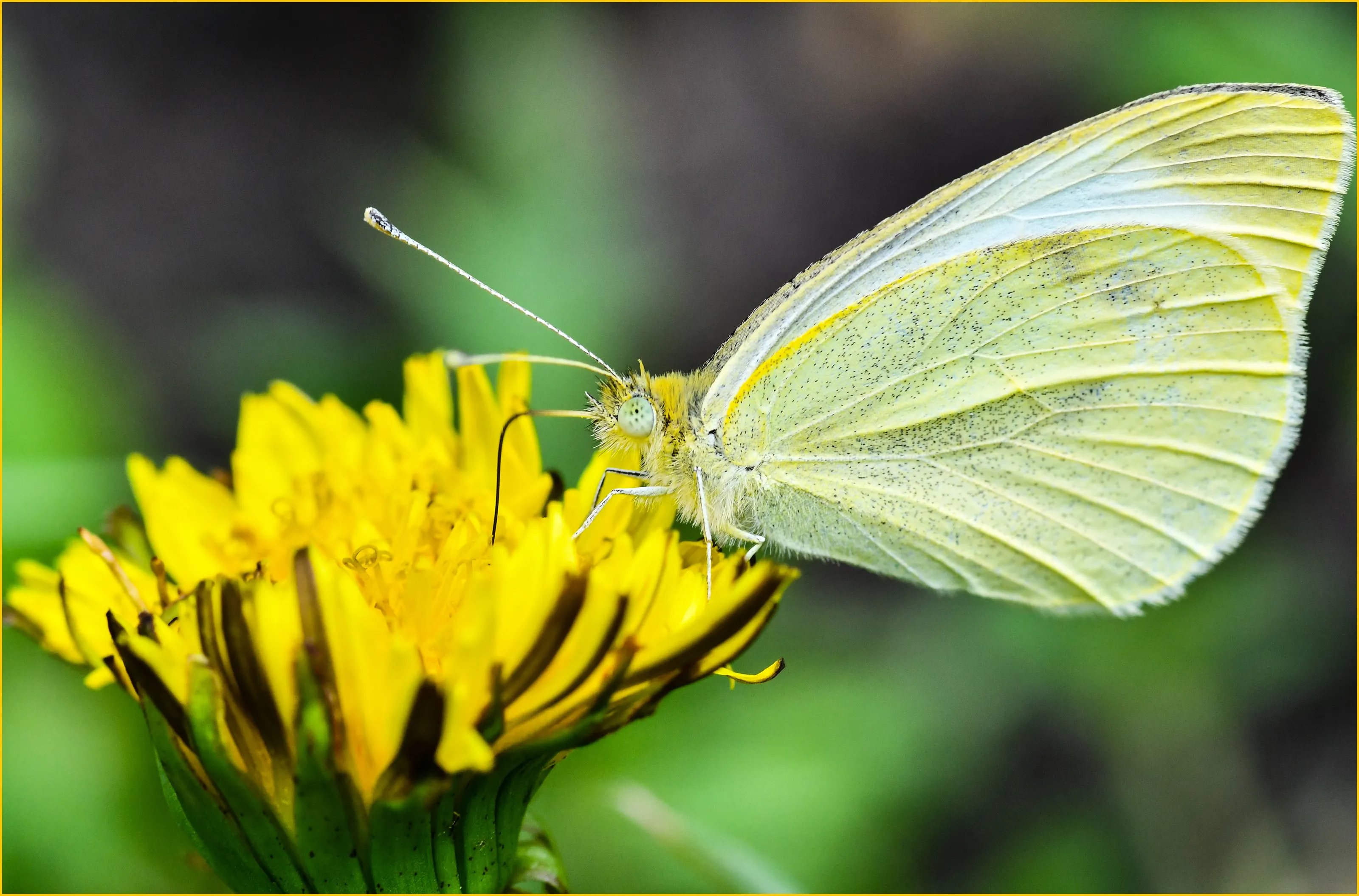 Bees and Butterflies on Flowers (in colour)