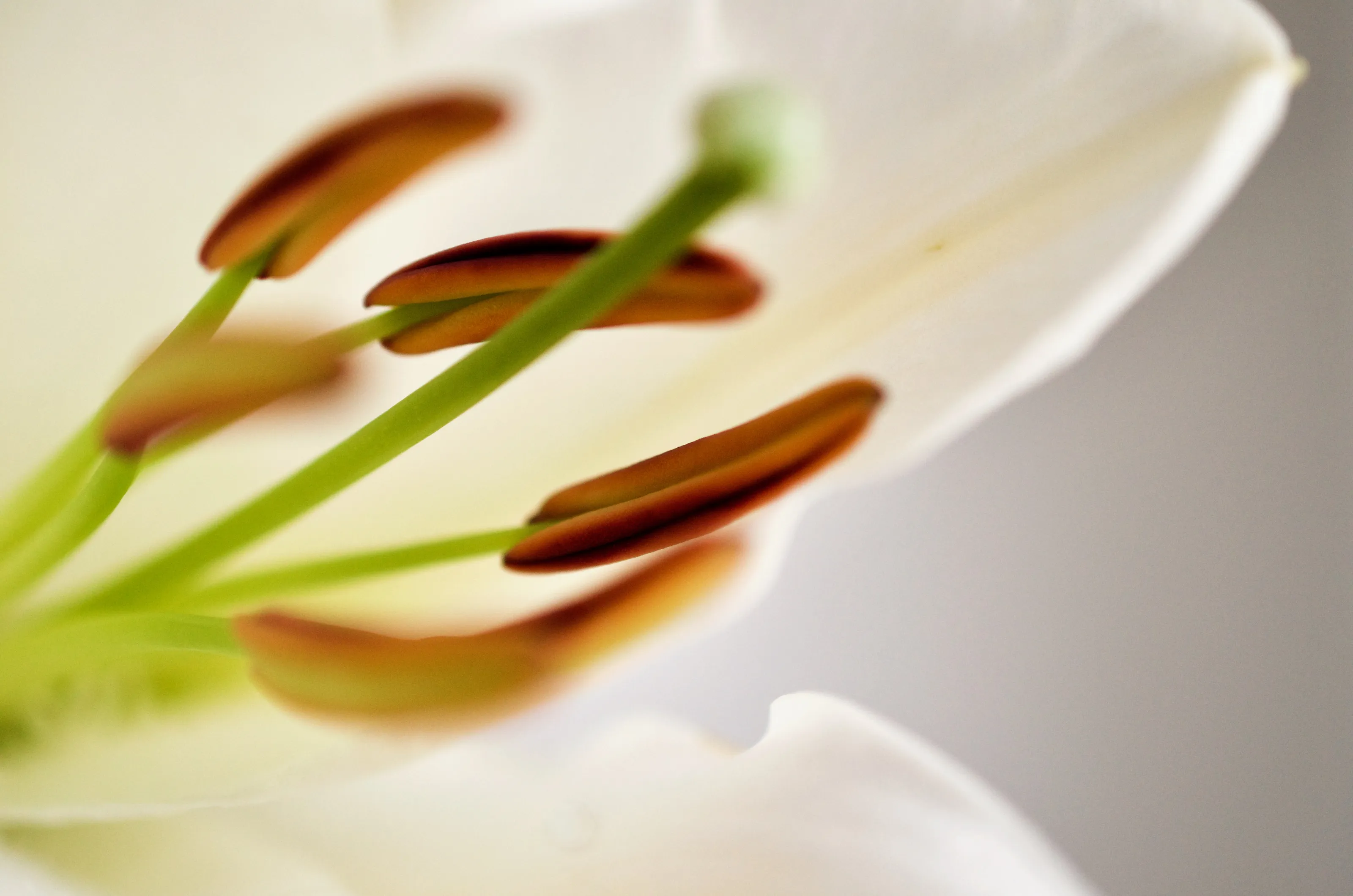 Artistic Flowers