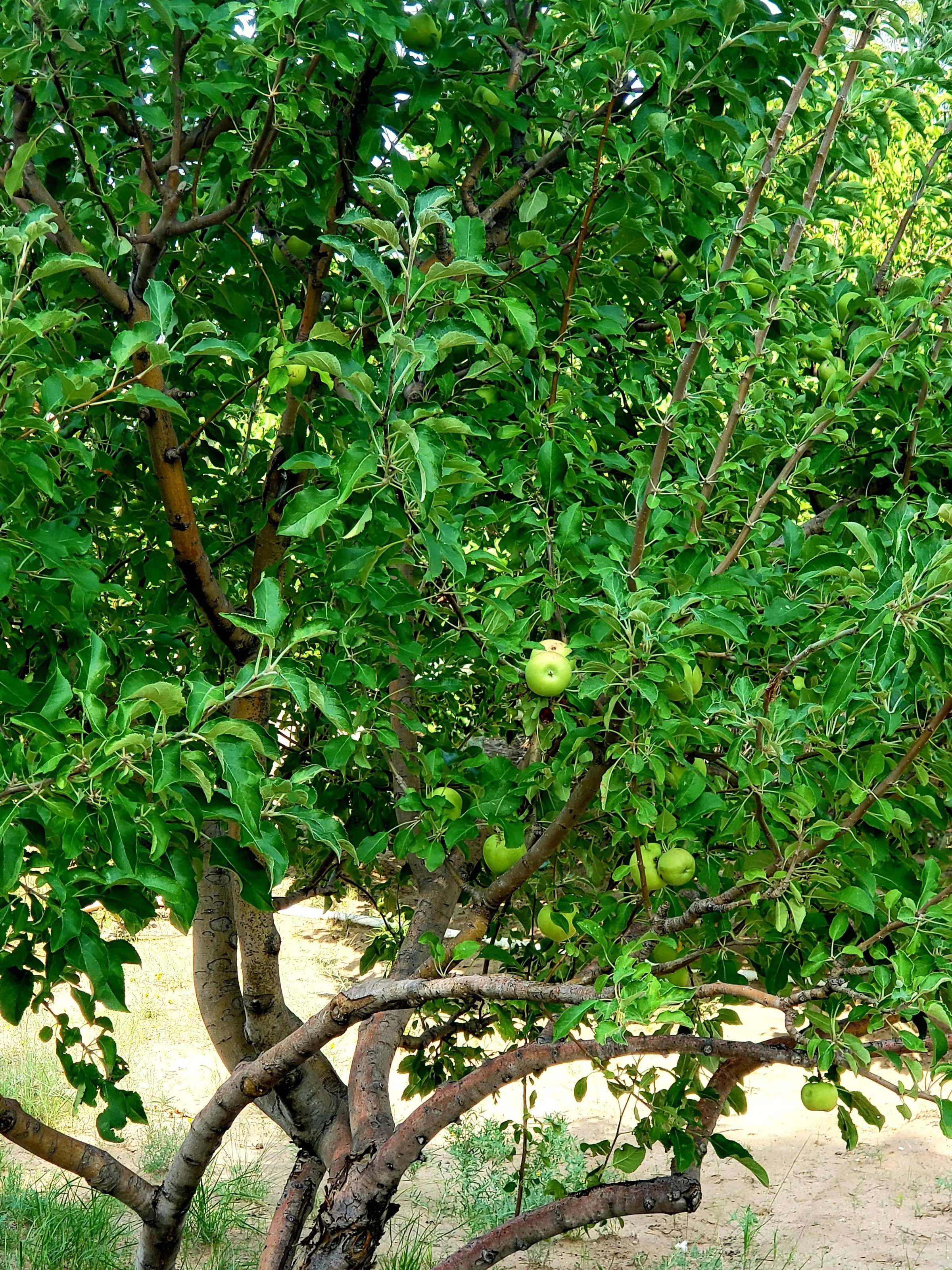 Fruit Trees with Fruit