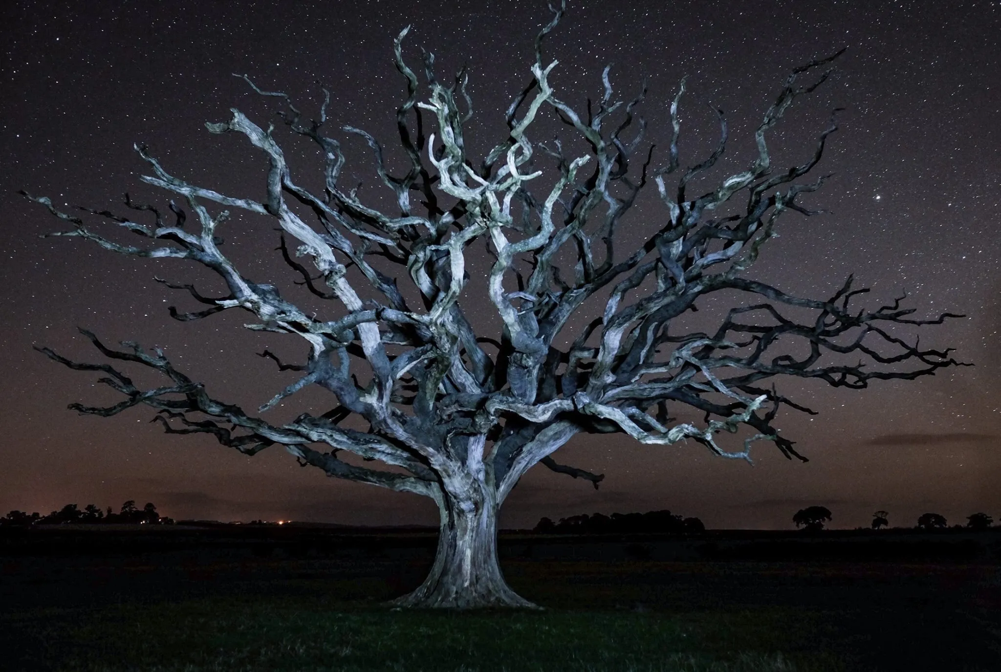 Light Oak