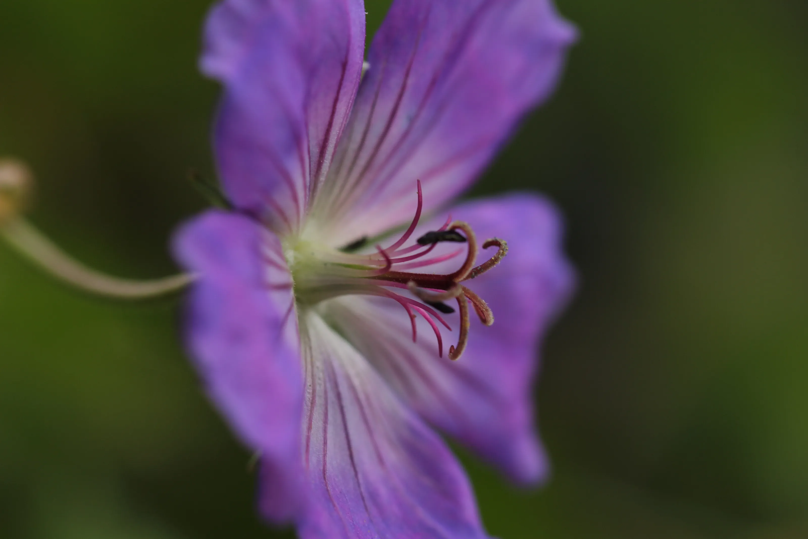 Macro and Close-Up Flowers in Bloom (in colour)