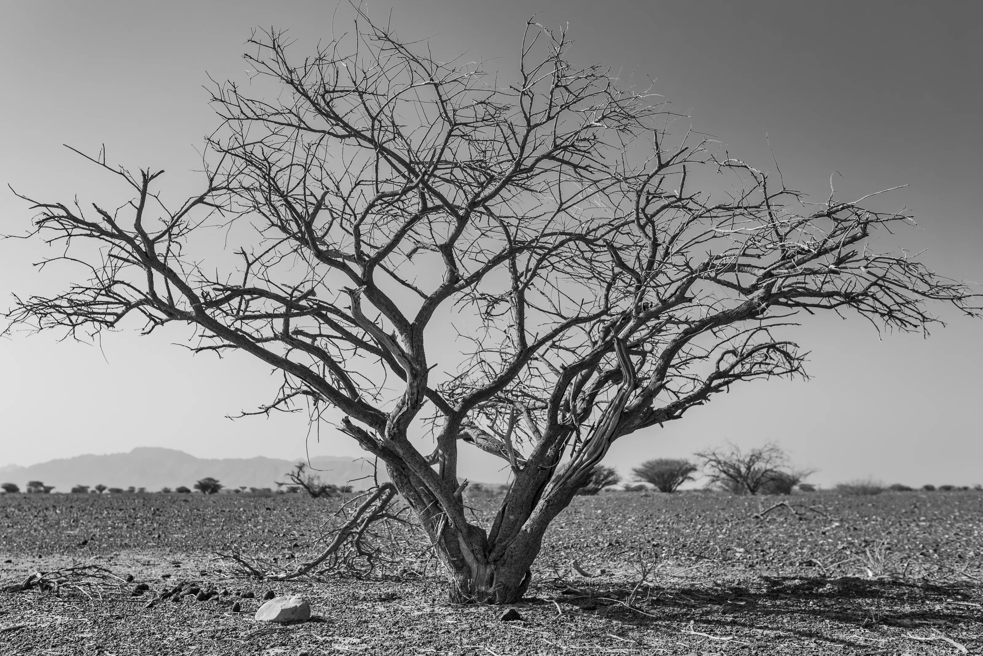 Lonely Trees