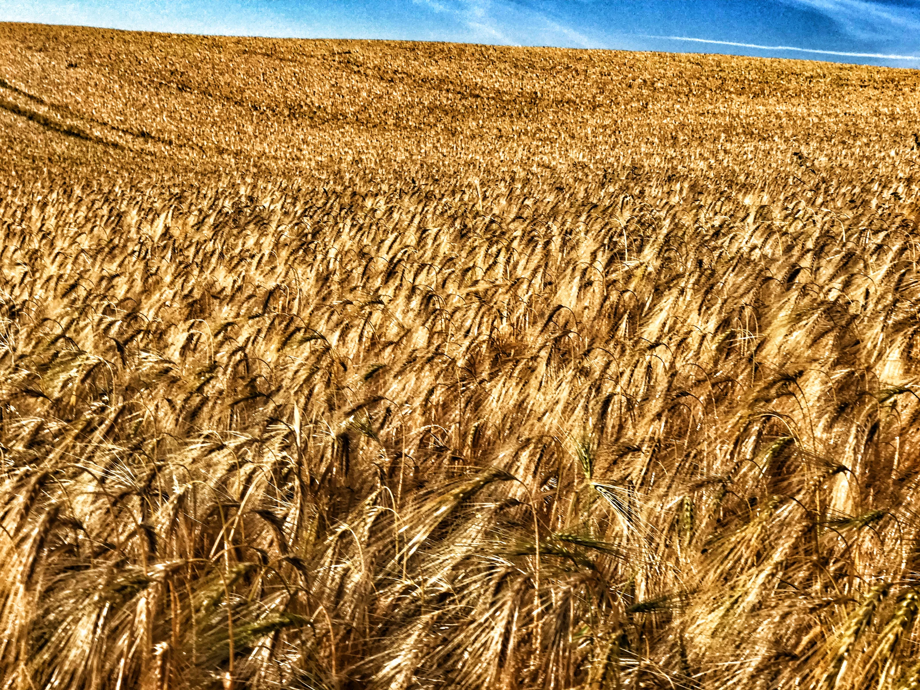 Summer Fields and Meadows