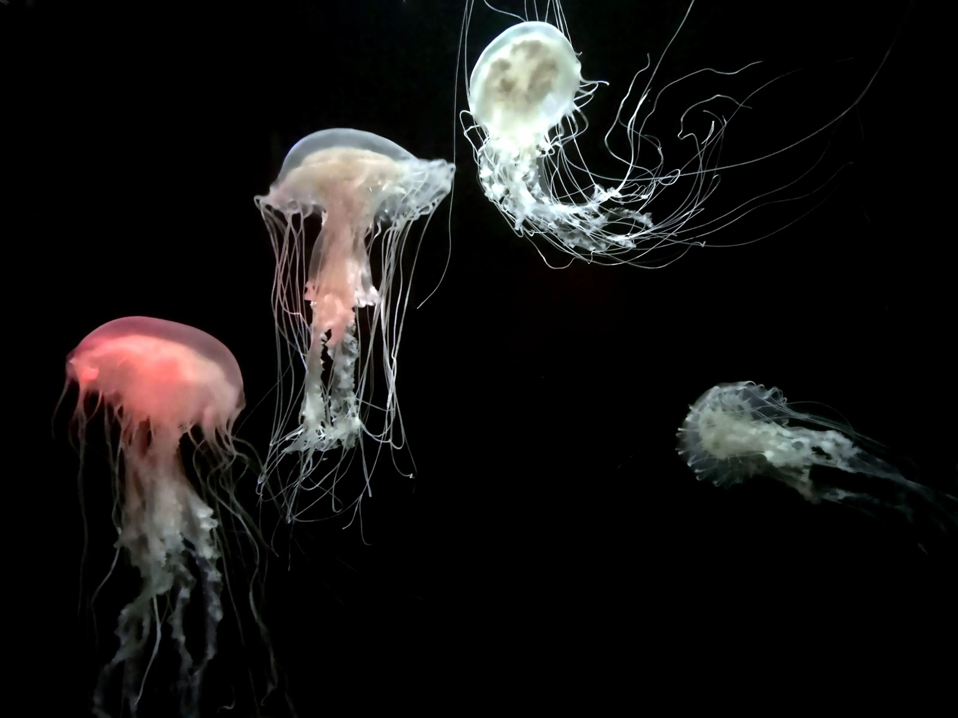 Jellyfish in Colour