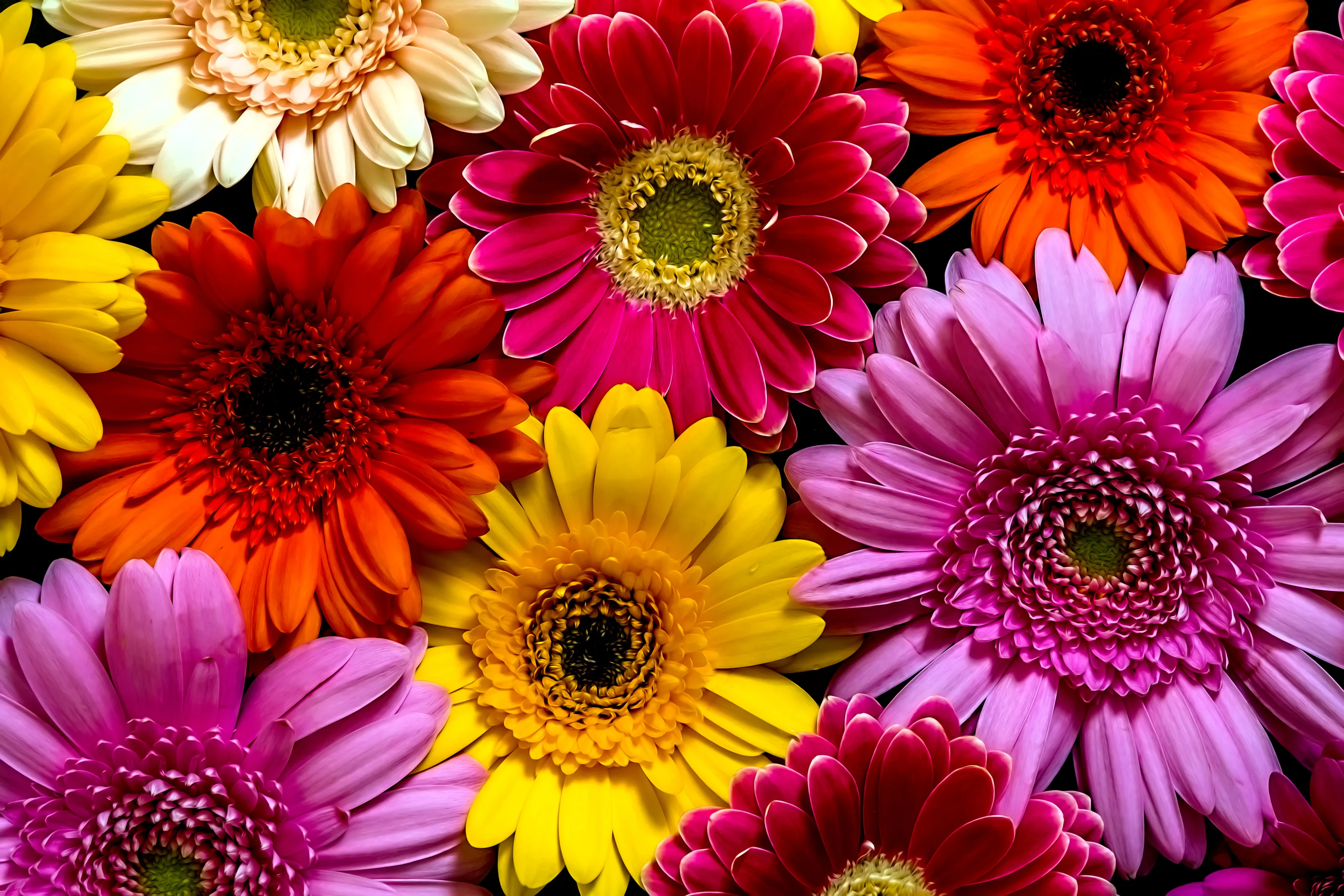 Flowers in Colour