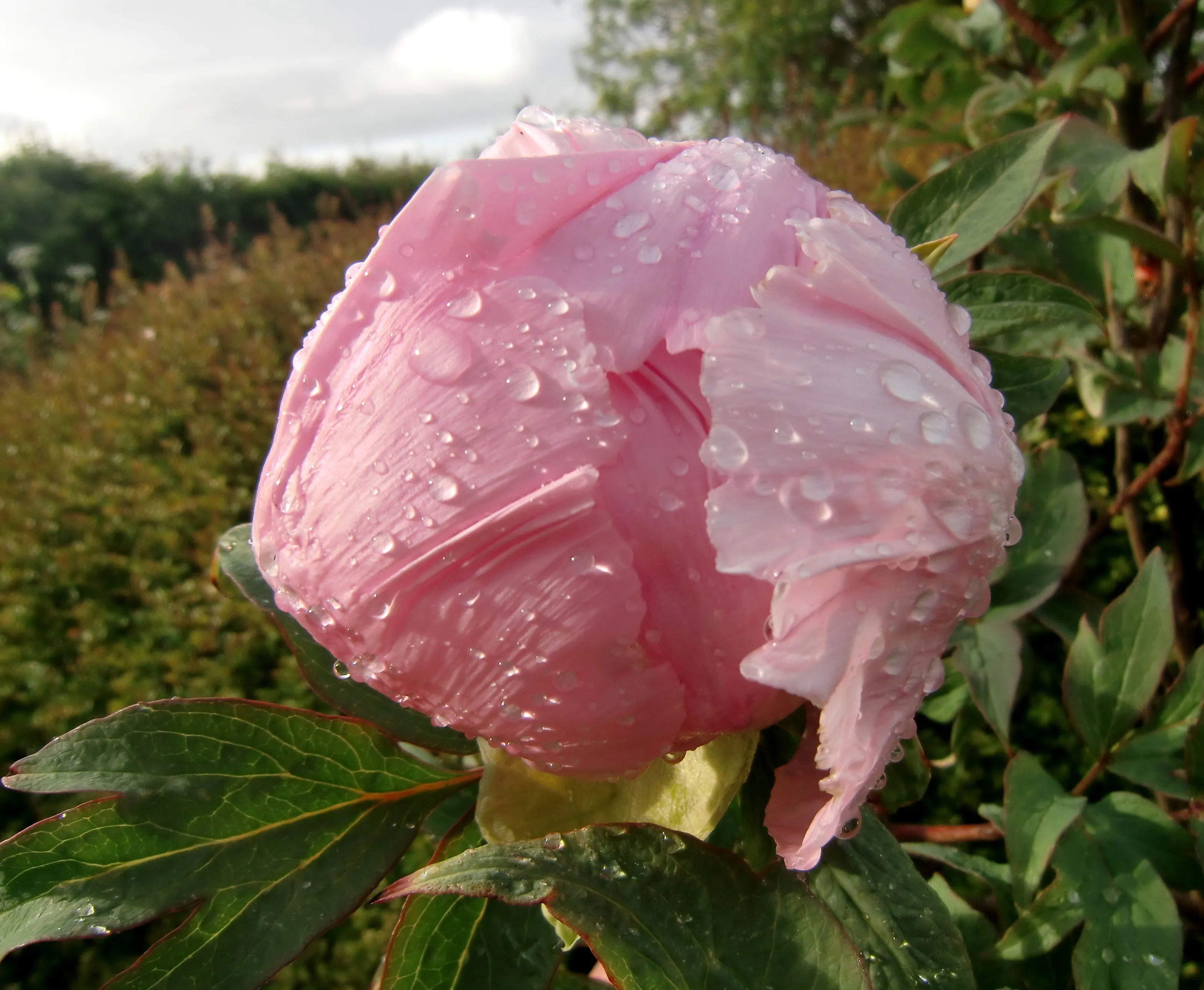 Pink Flowers Still Growing on the Plant