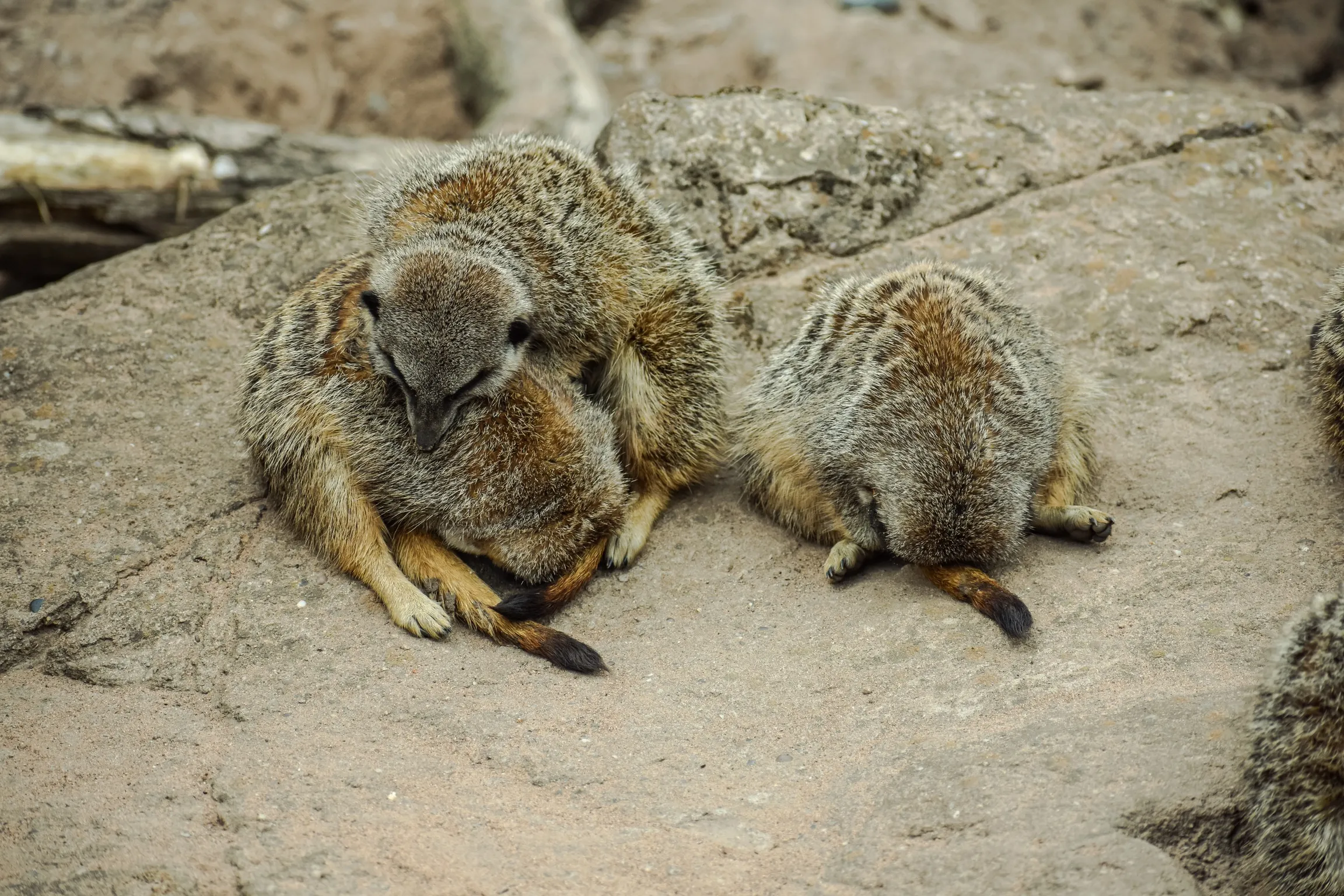 More Than One Animal Sleeping (no pets)