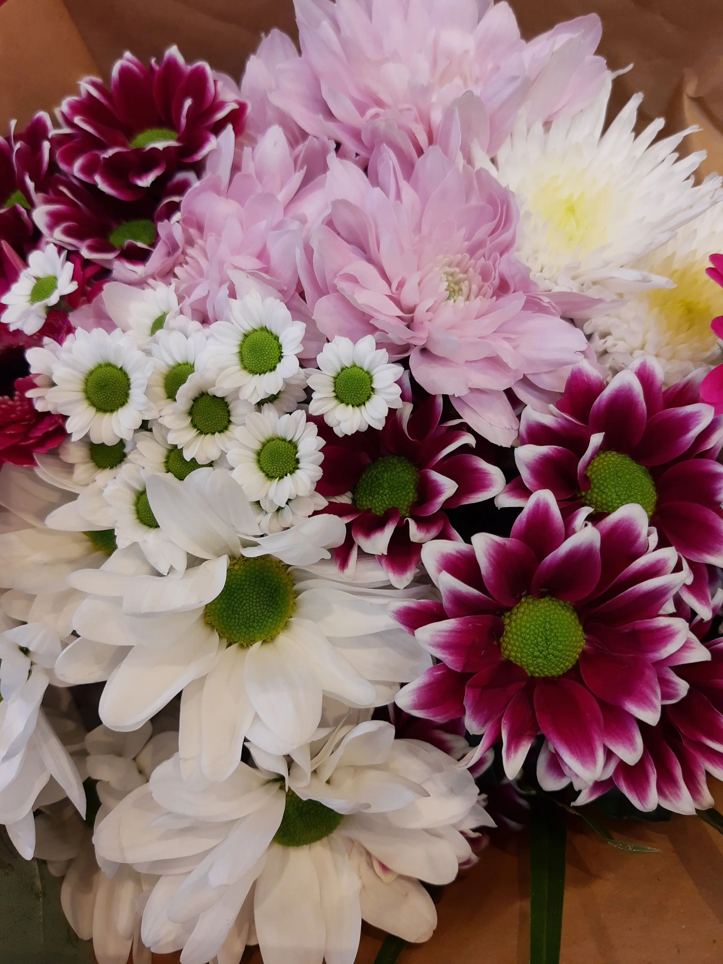 Chrysanthemums in Colour