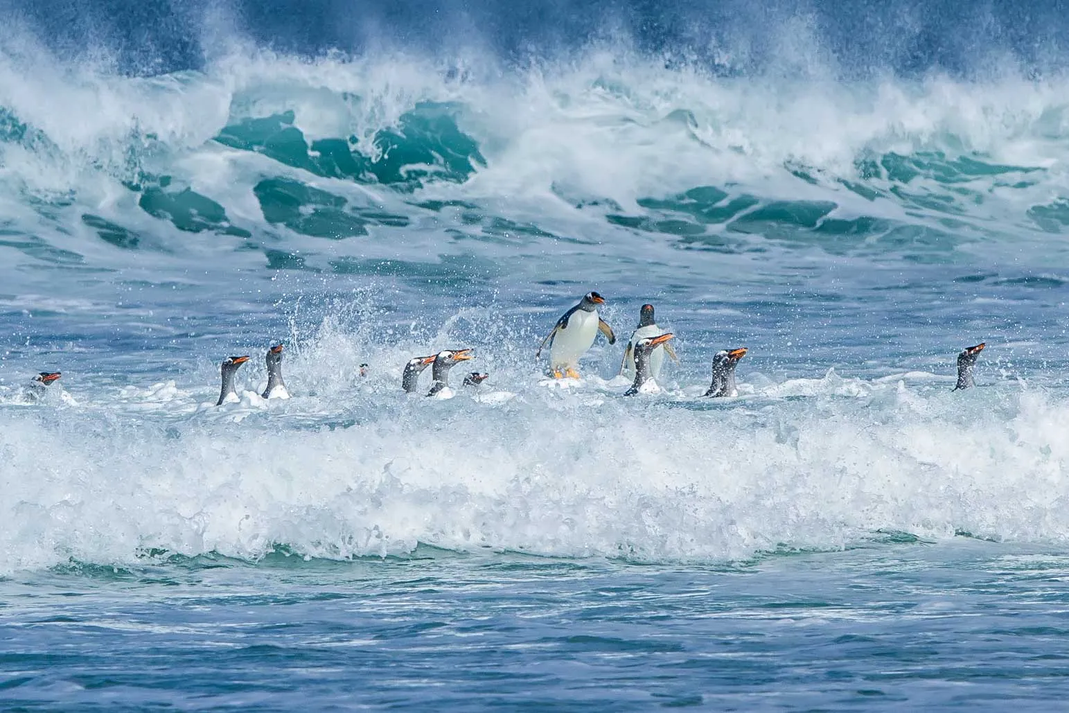 Penguins in the Wild