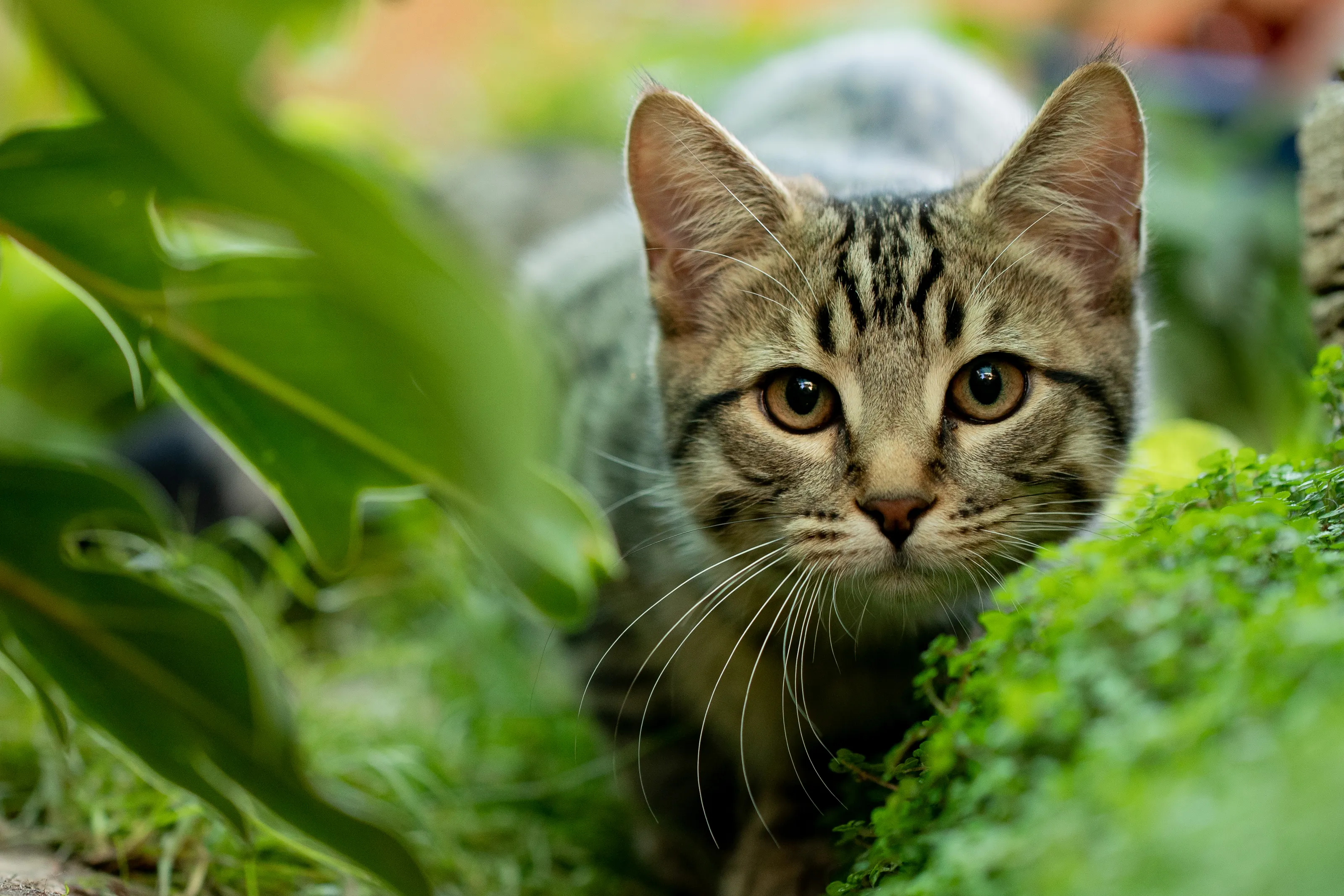 Pet Cats and Dogs Outdoors in Colour (no people)