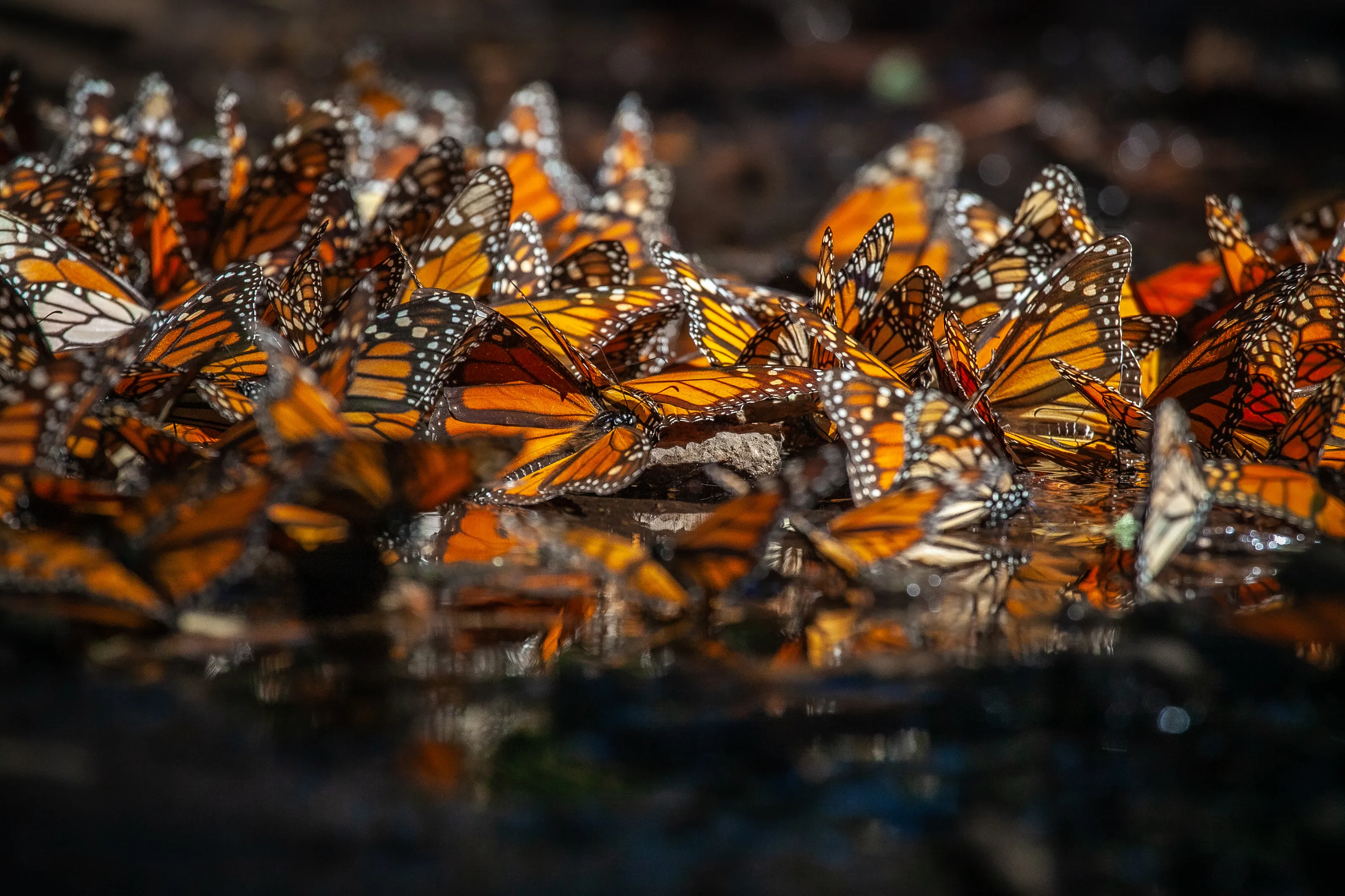 Swarm of Butterflies (in colour)