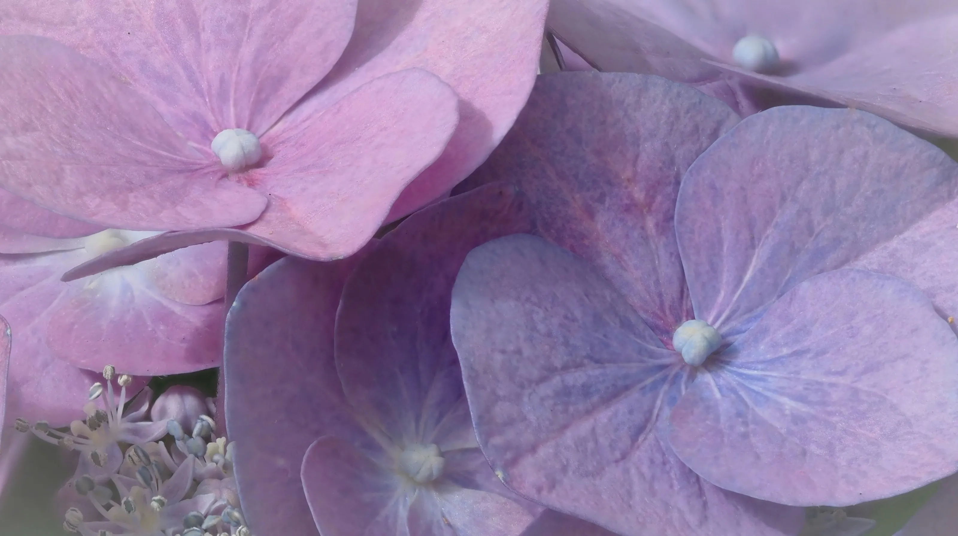 Hydrangeas in Colour