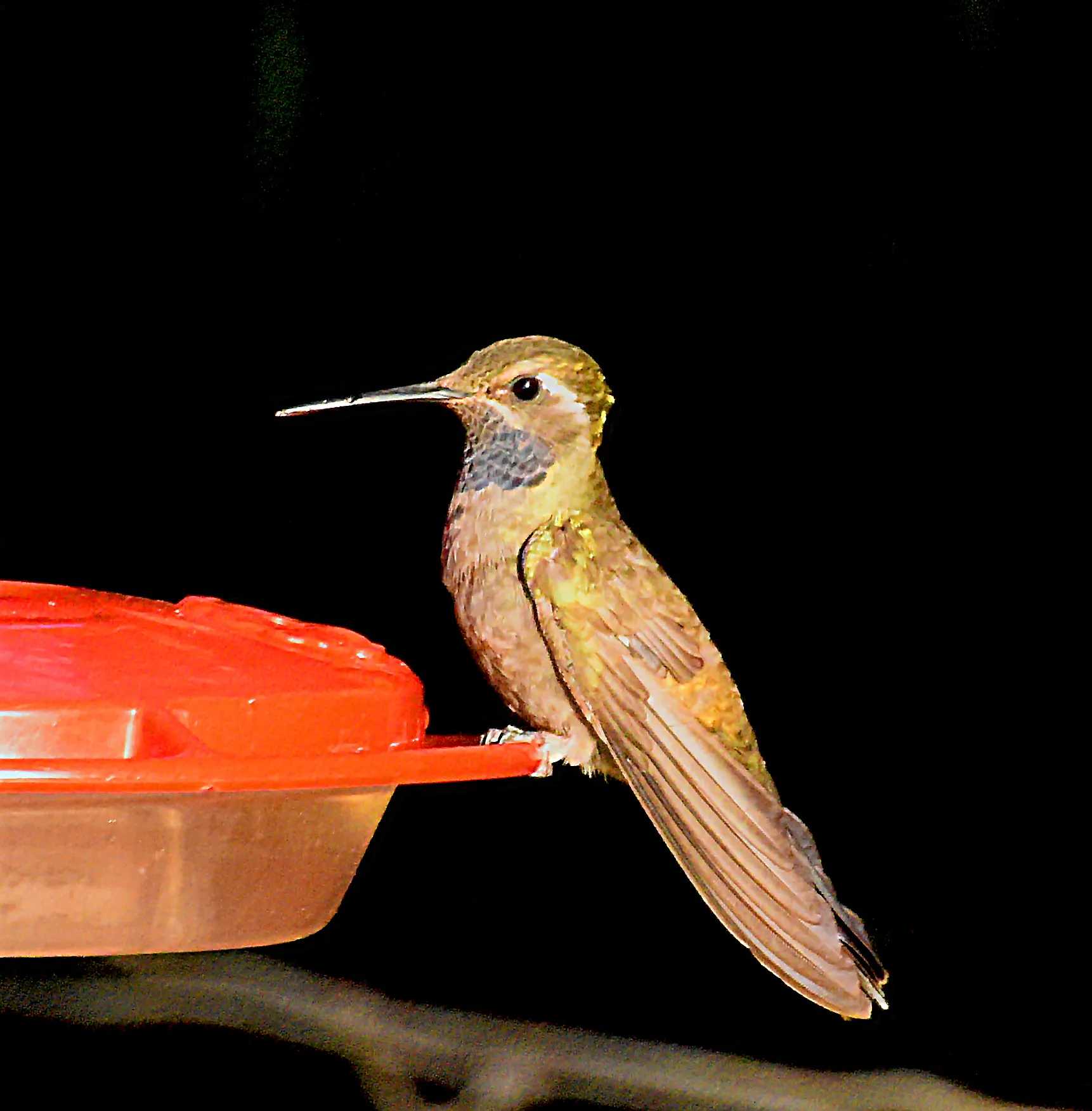 Hummingbirds (no people)