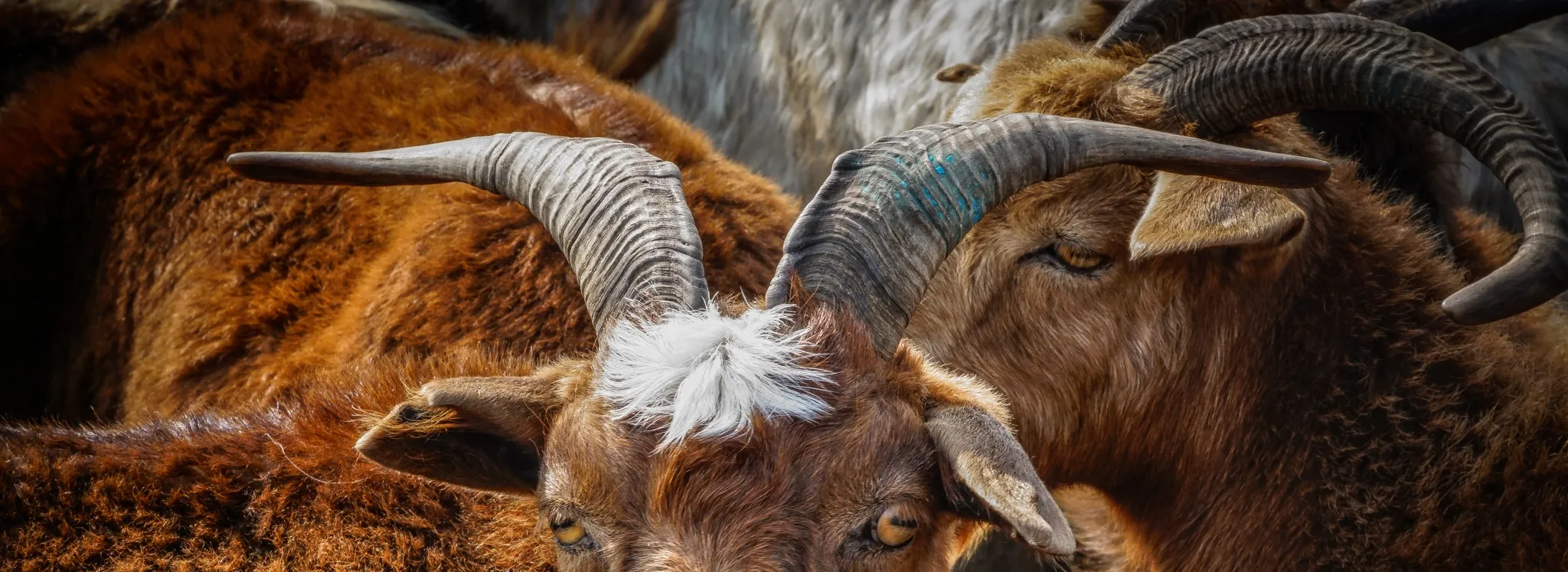 Goats and Sheep with Horns