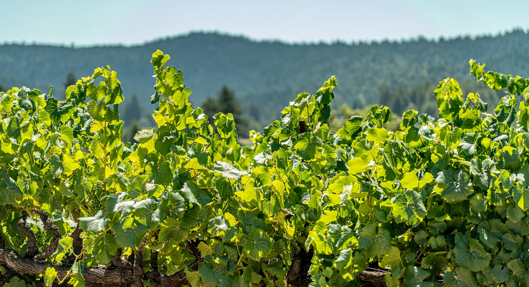 Vineyards in Colour