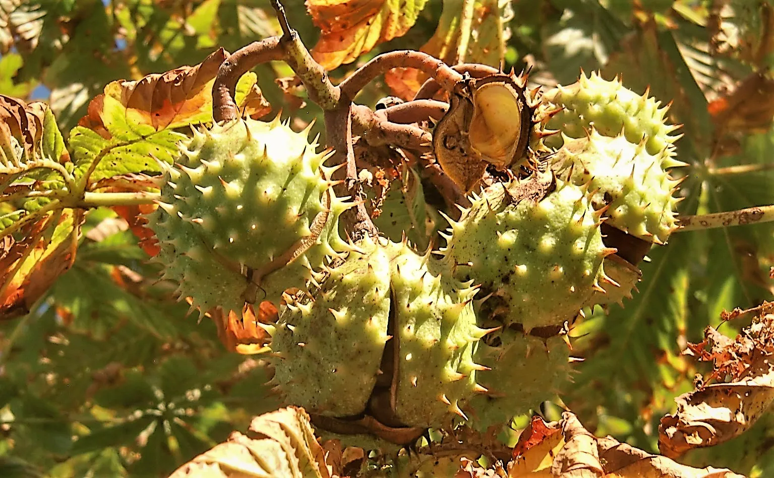 Anything Prickly