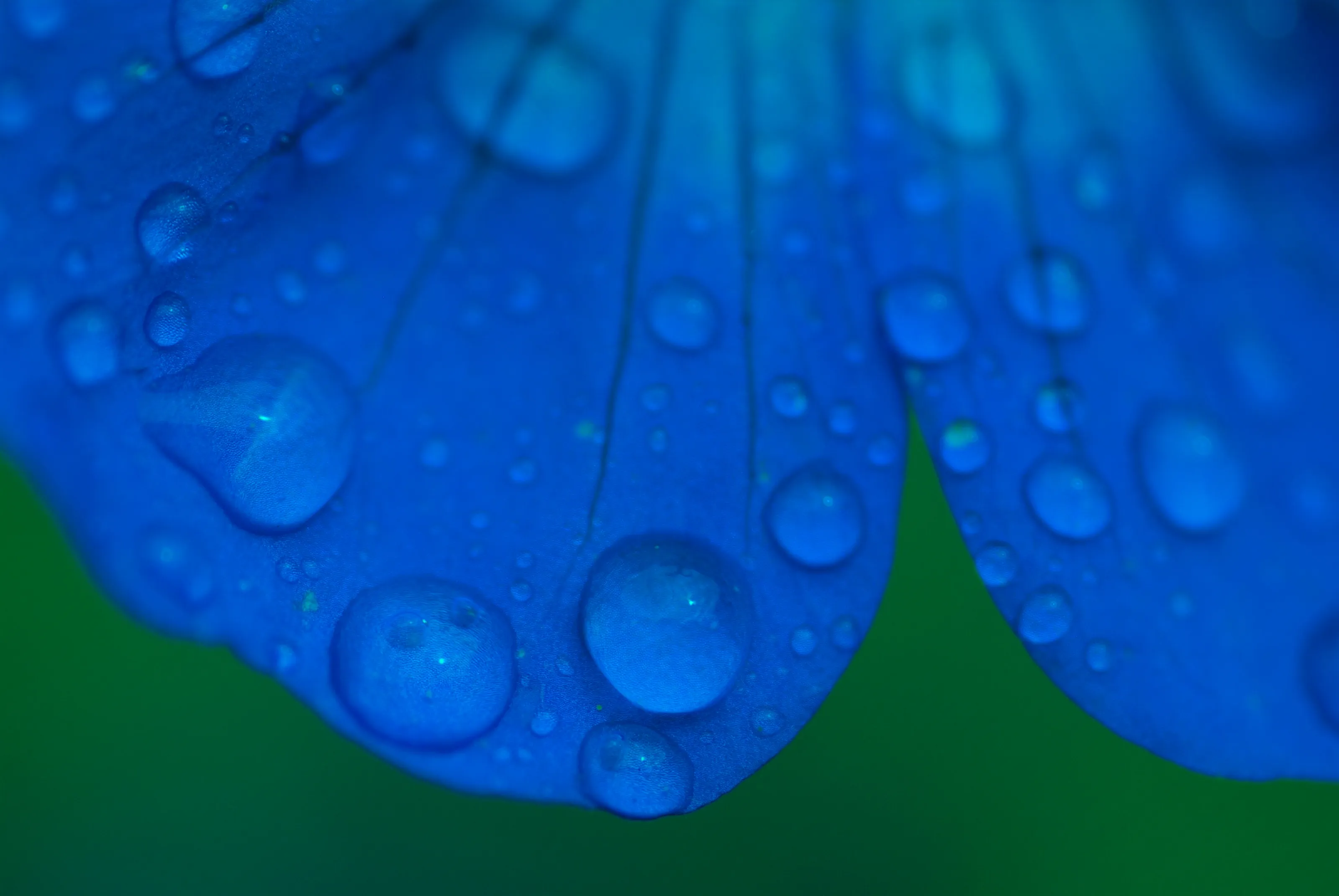 The Colour Blue