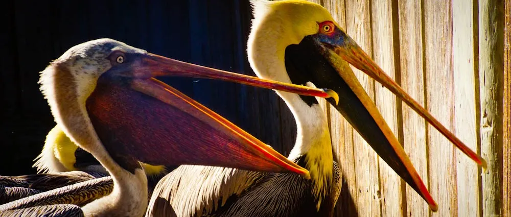 Animals that Appear to be Talking to Each Other