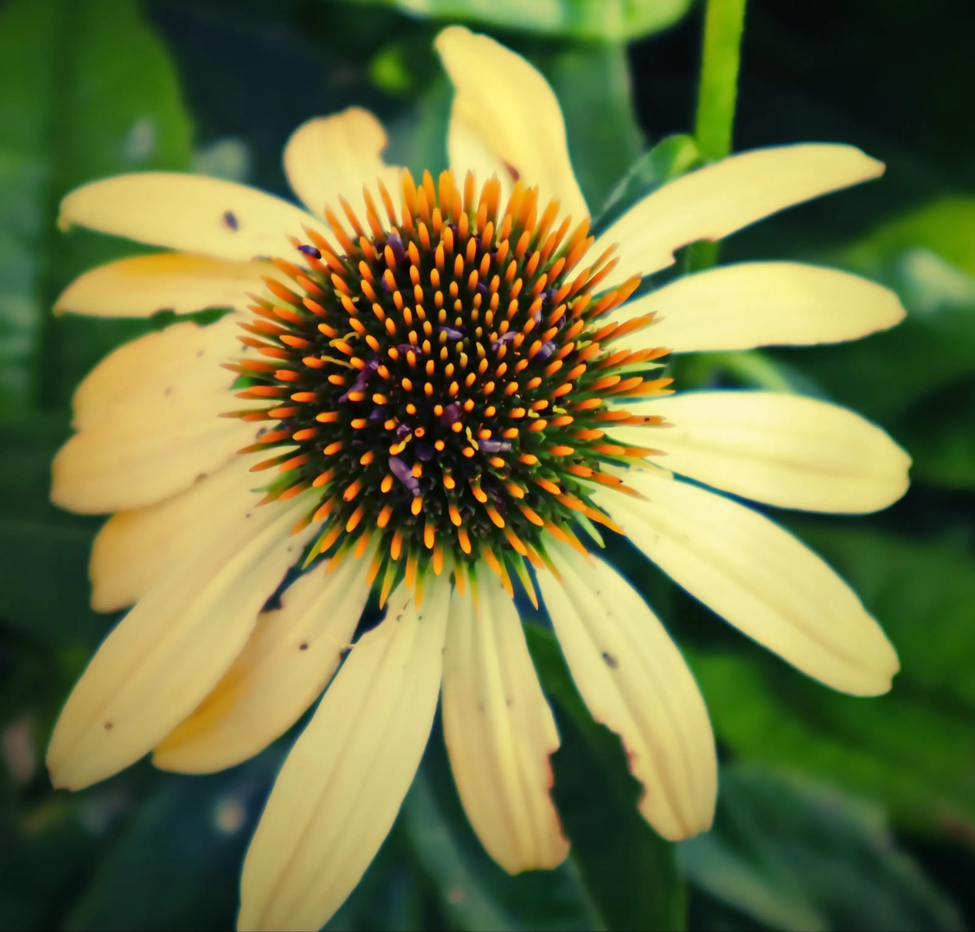 Coneflowers in Colour (no cut flowers)