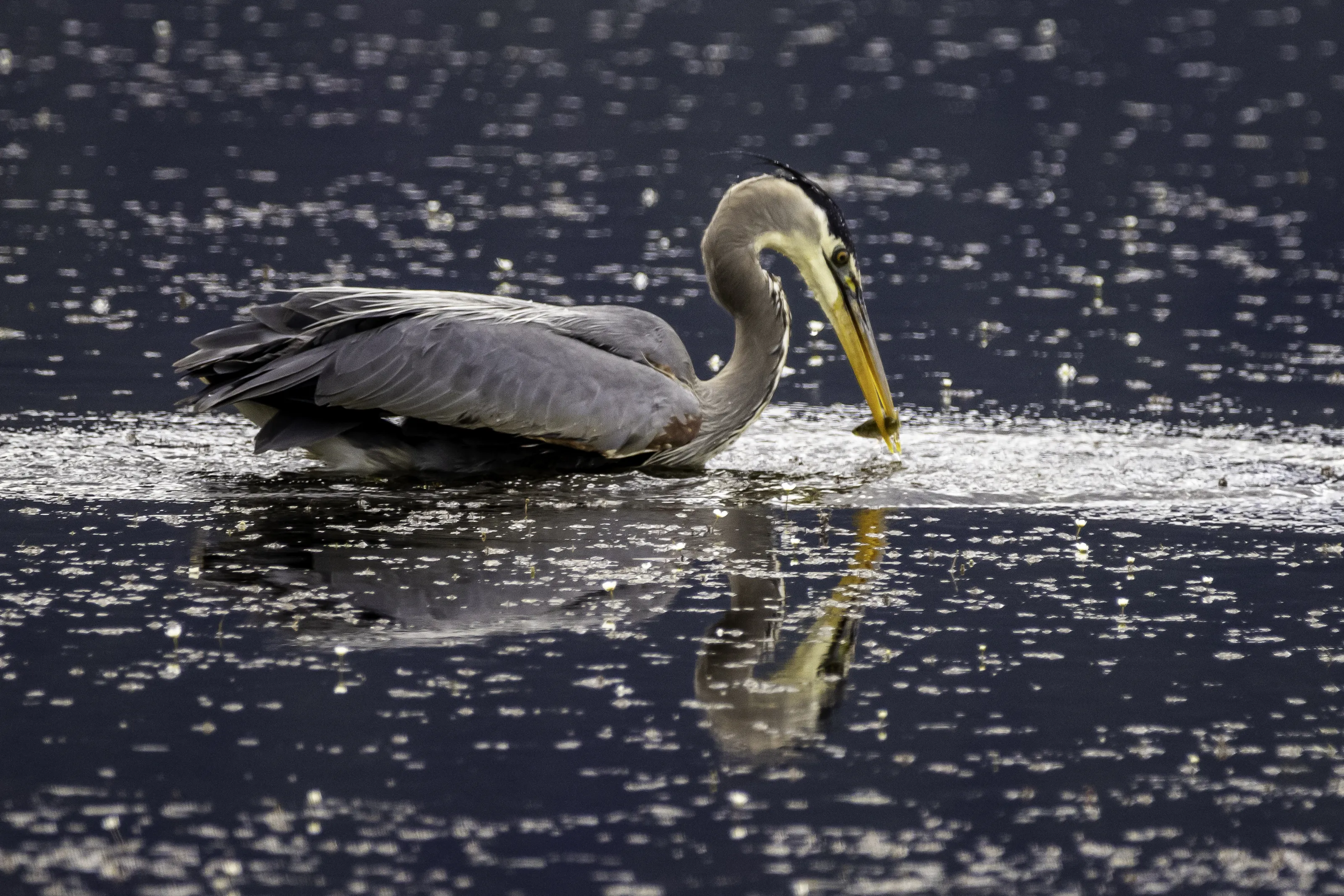 Birds With Their Reflections