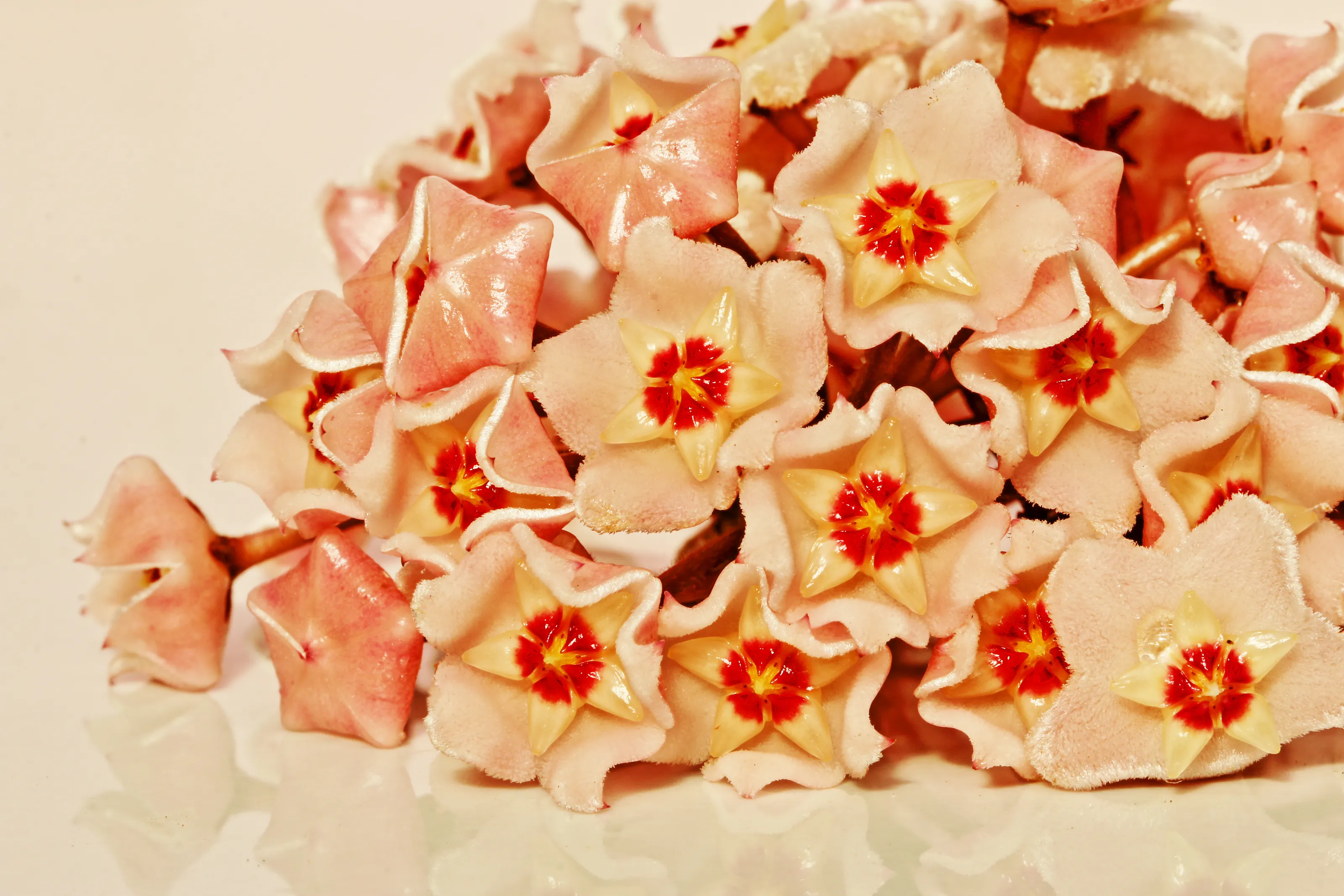 Unusual-Looking Flowers (in colour)