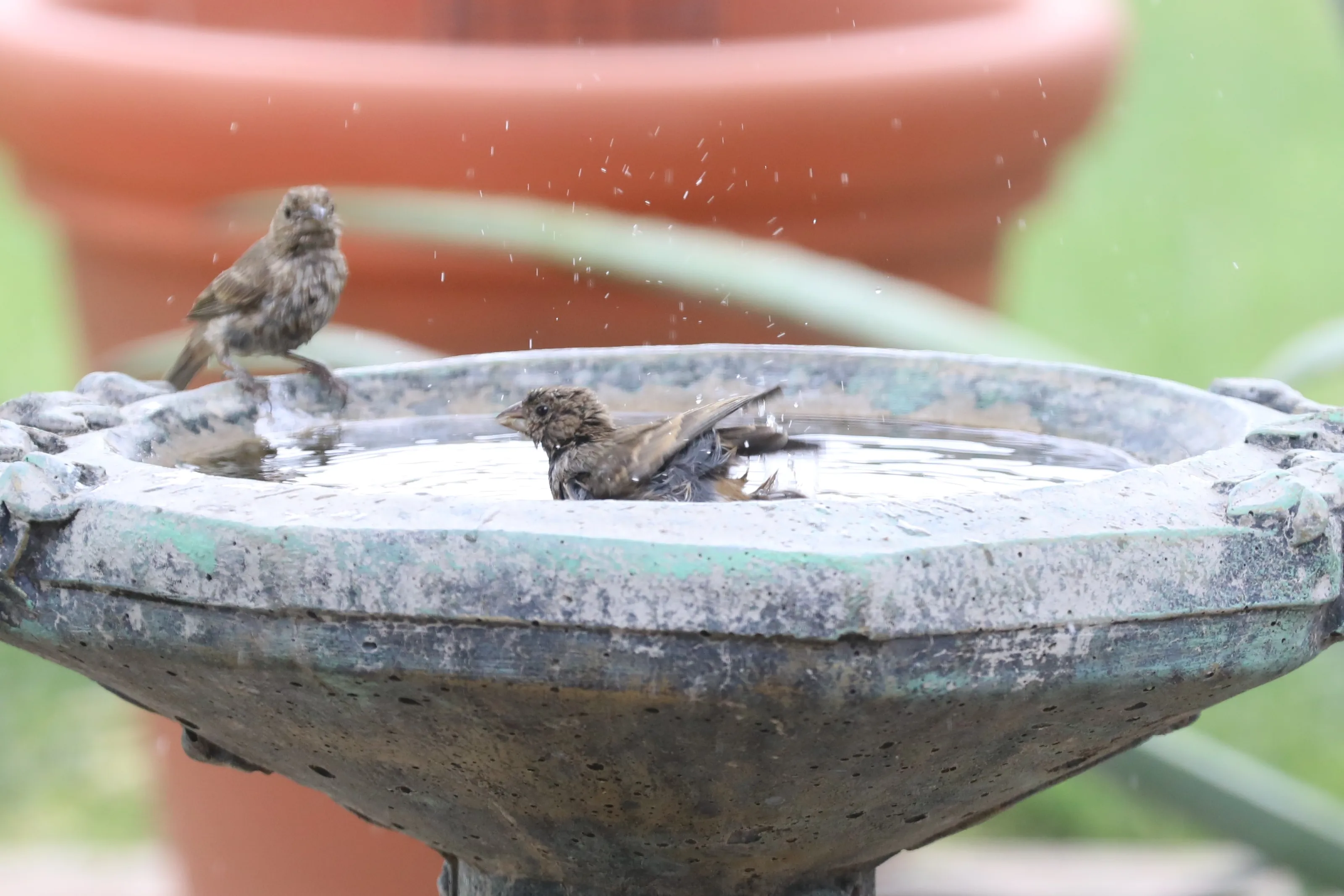 Birds in Birdbaths