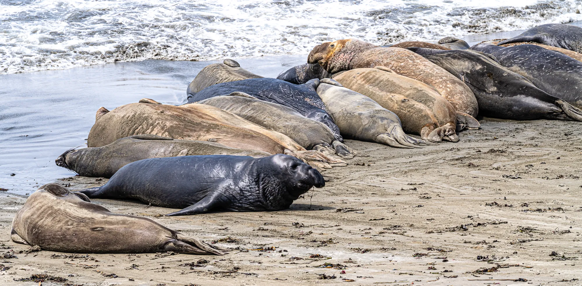 Seals in the Wild (in colour)