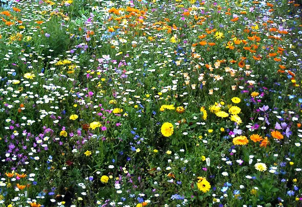 Meadows of Mixed Wildflowers (in colour)