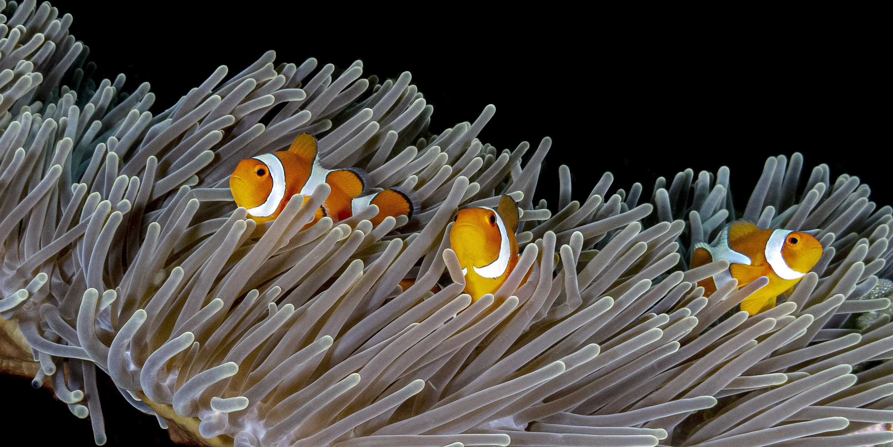 Marine Life