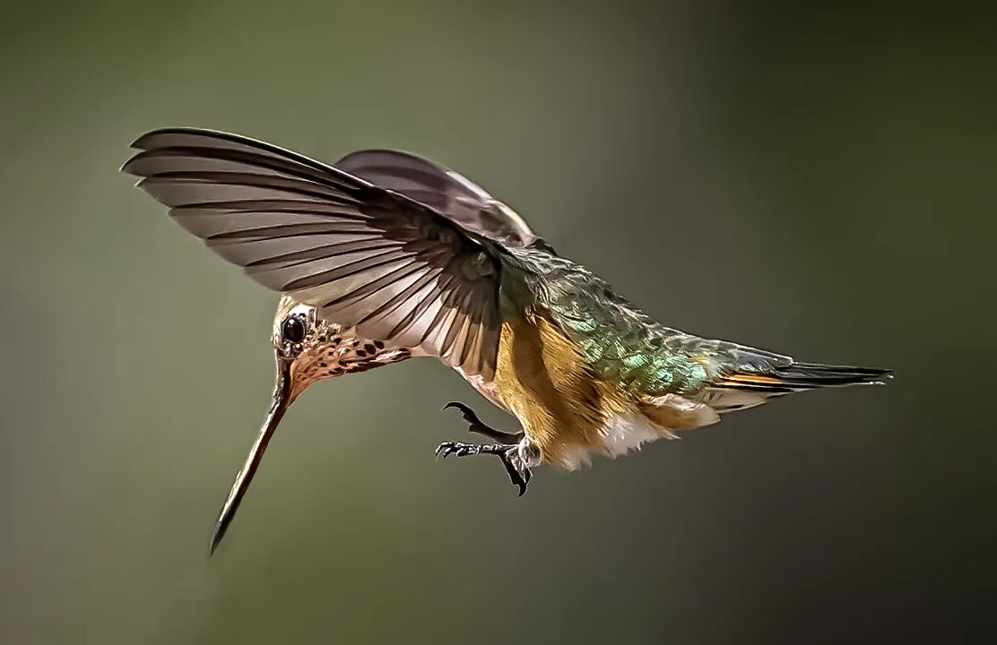 Hummingbirds in Colour (no people)