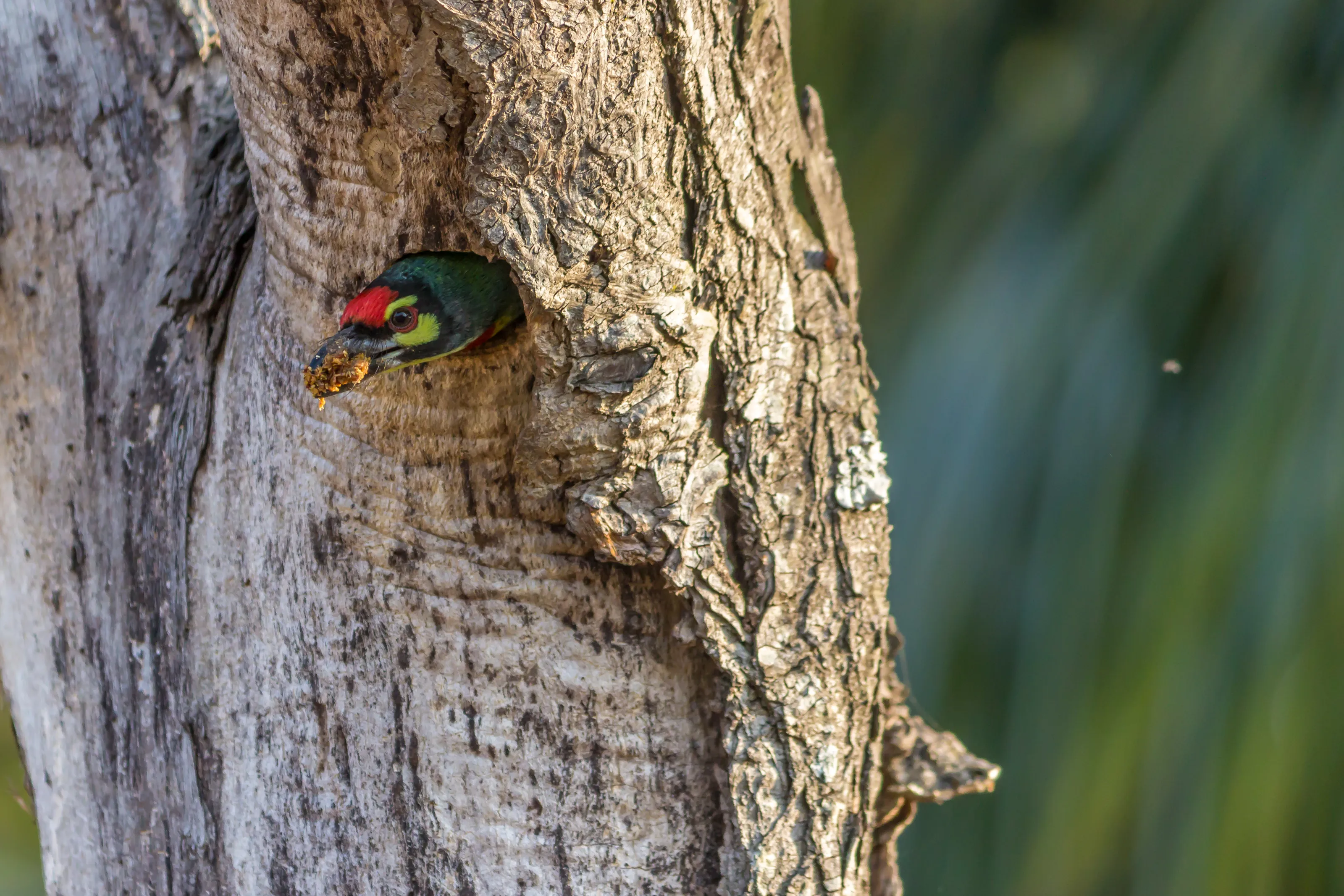 Birds in their Nest