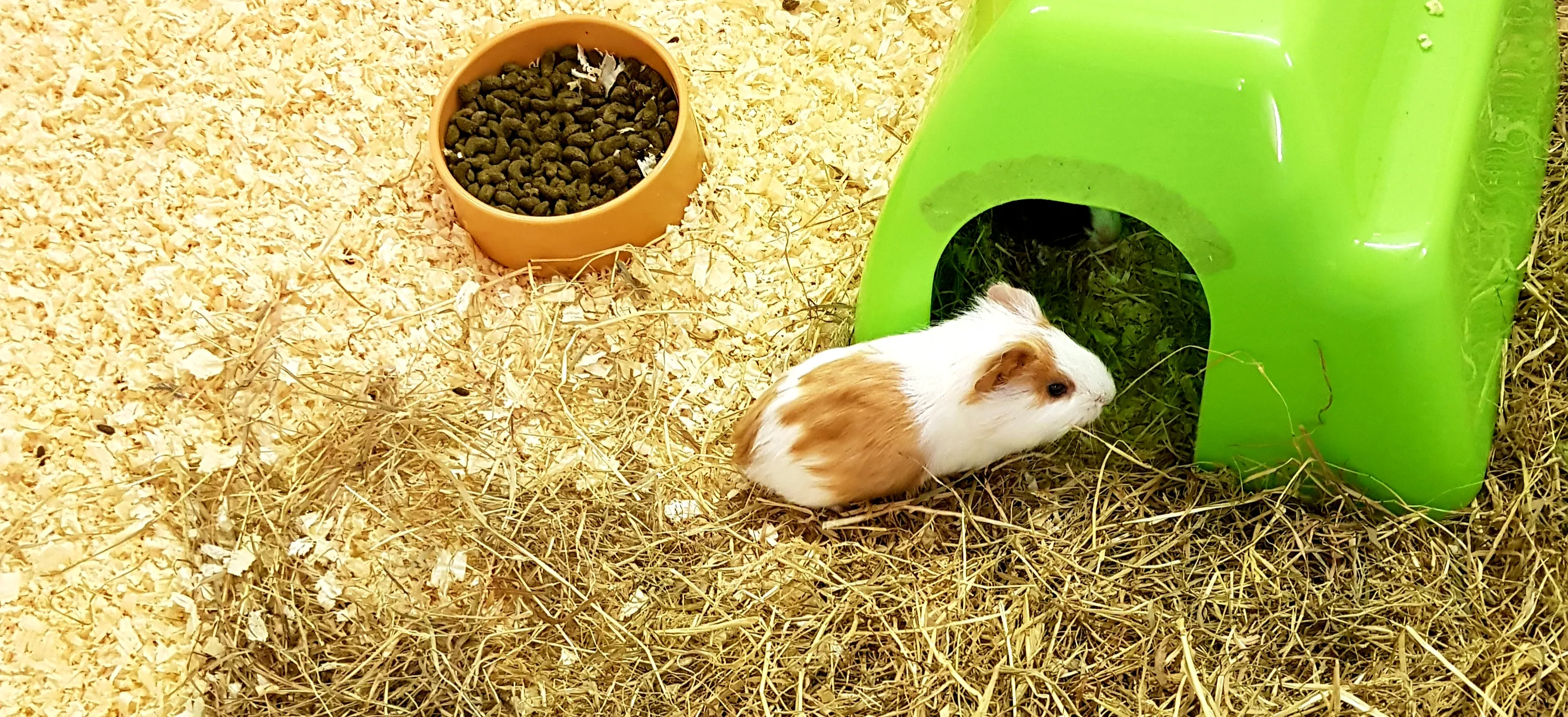 Guinea Pigs