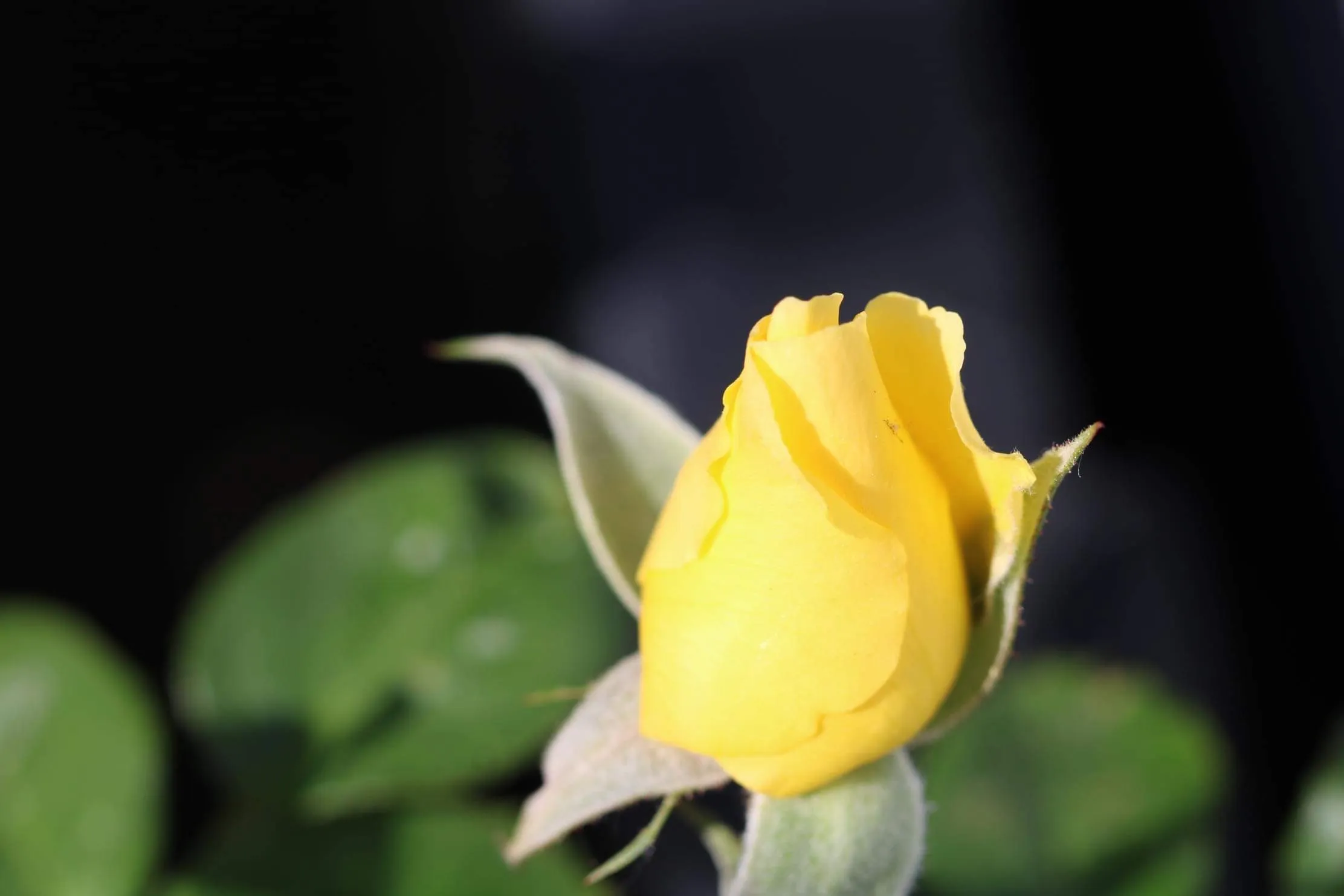 Yellow Flowers