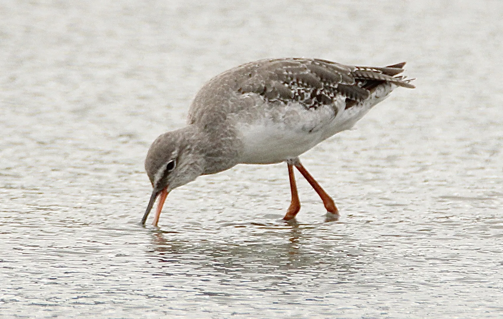 Wading Birds